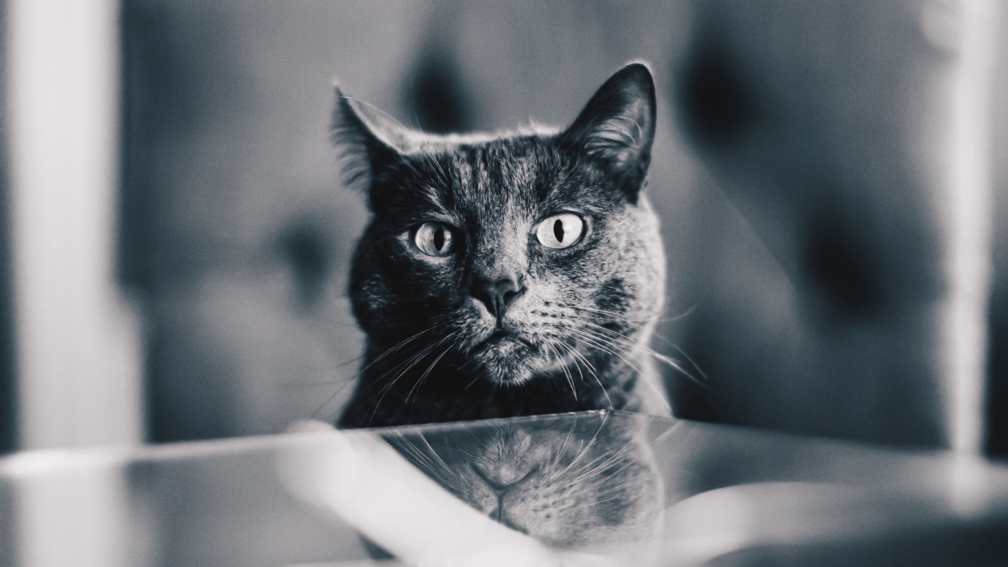 cat, gray, bw, pet, 4k, HD Wallpaper