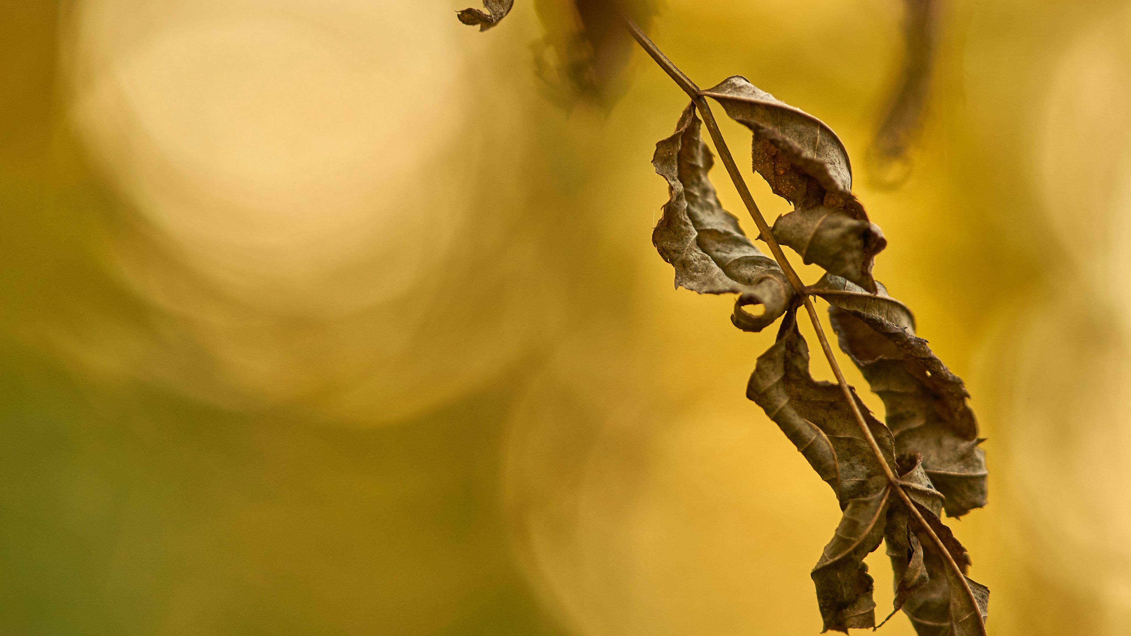 leaf, dry, macro, plant, 4k, HD Wallpaper