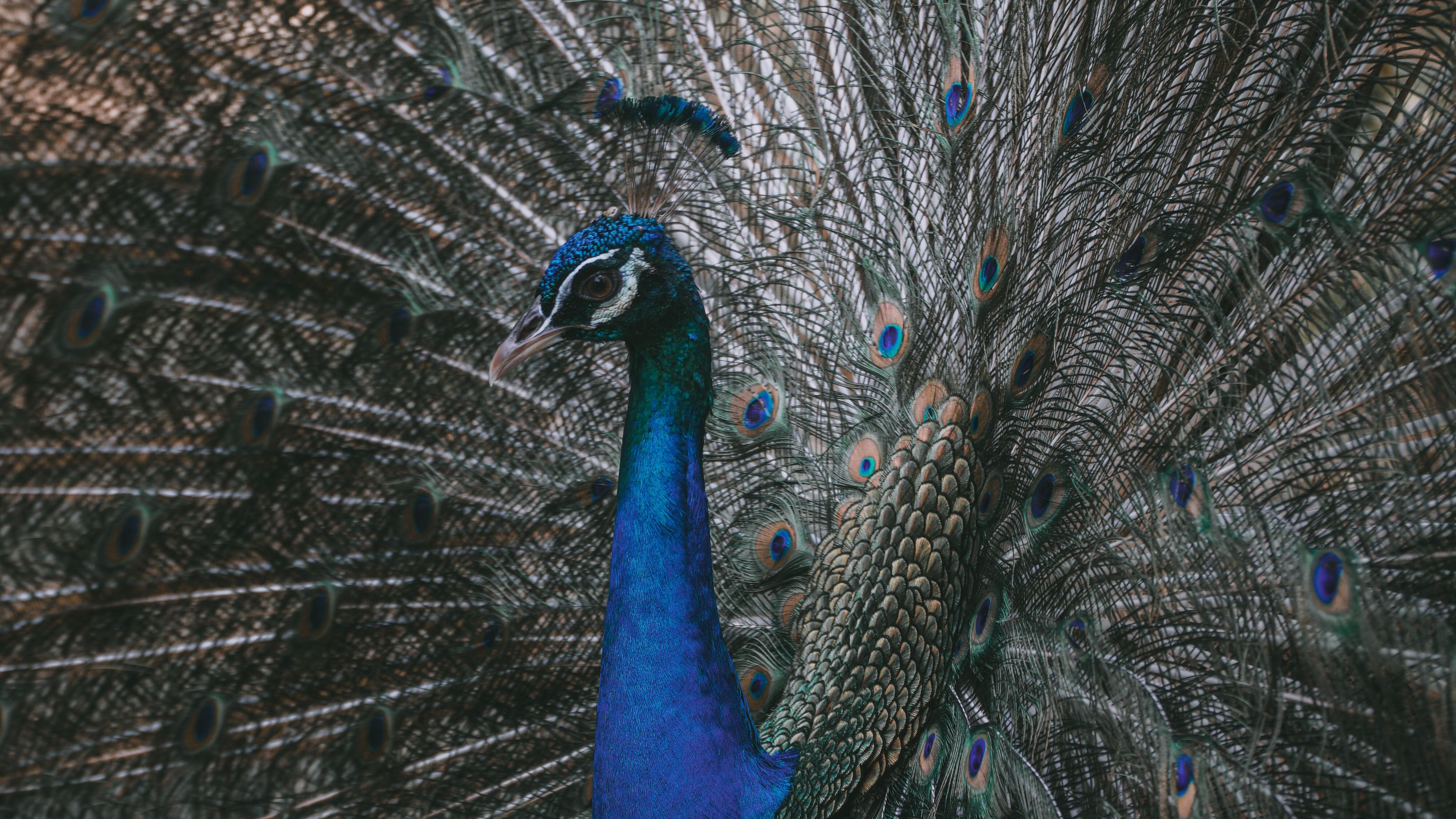 peacock, bird, tail, feathers, 4k, HD Wallpaper