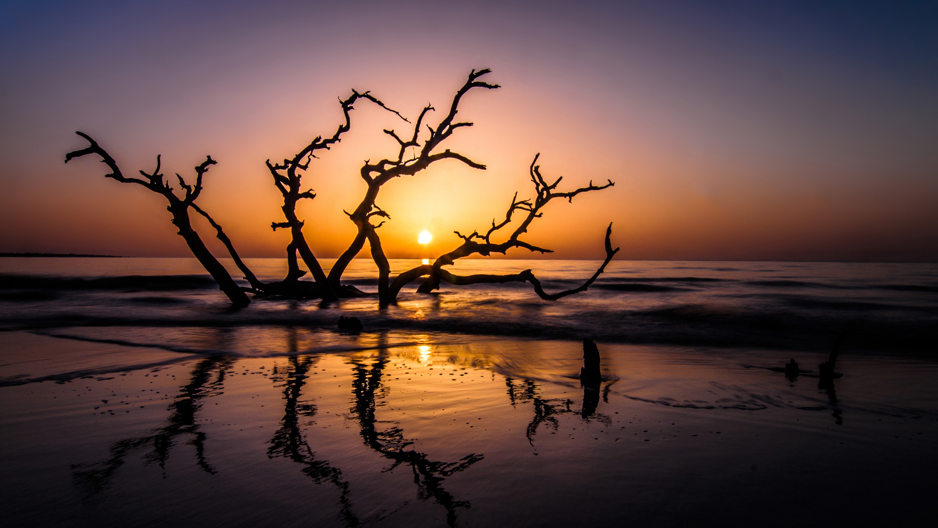 beach, nature, sunset, photography, branch, HD Wallpaper