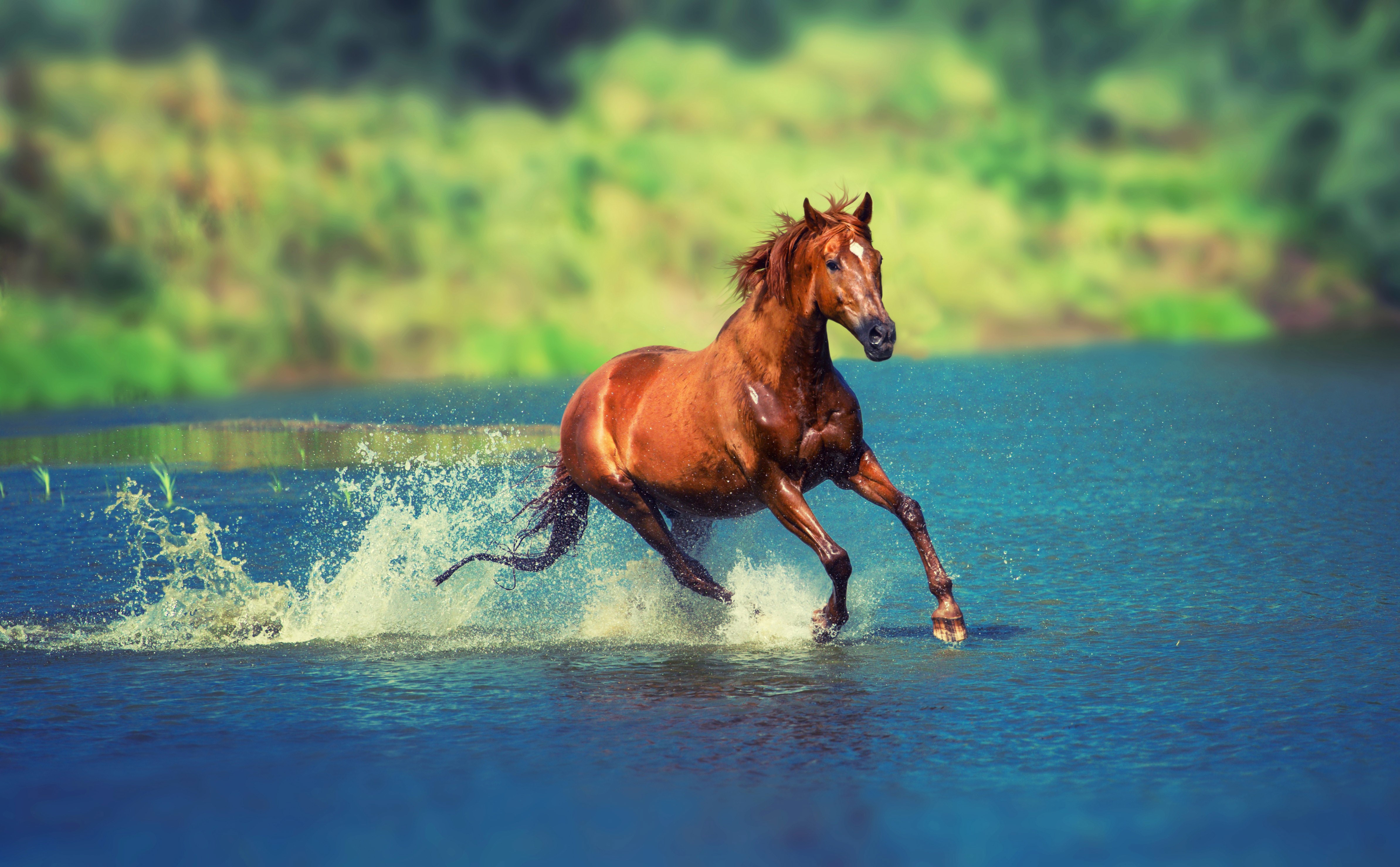 horse, animals, HD Wallpaper