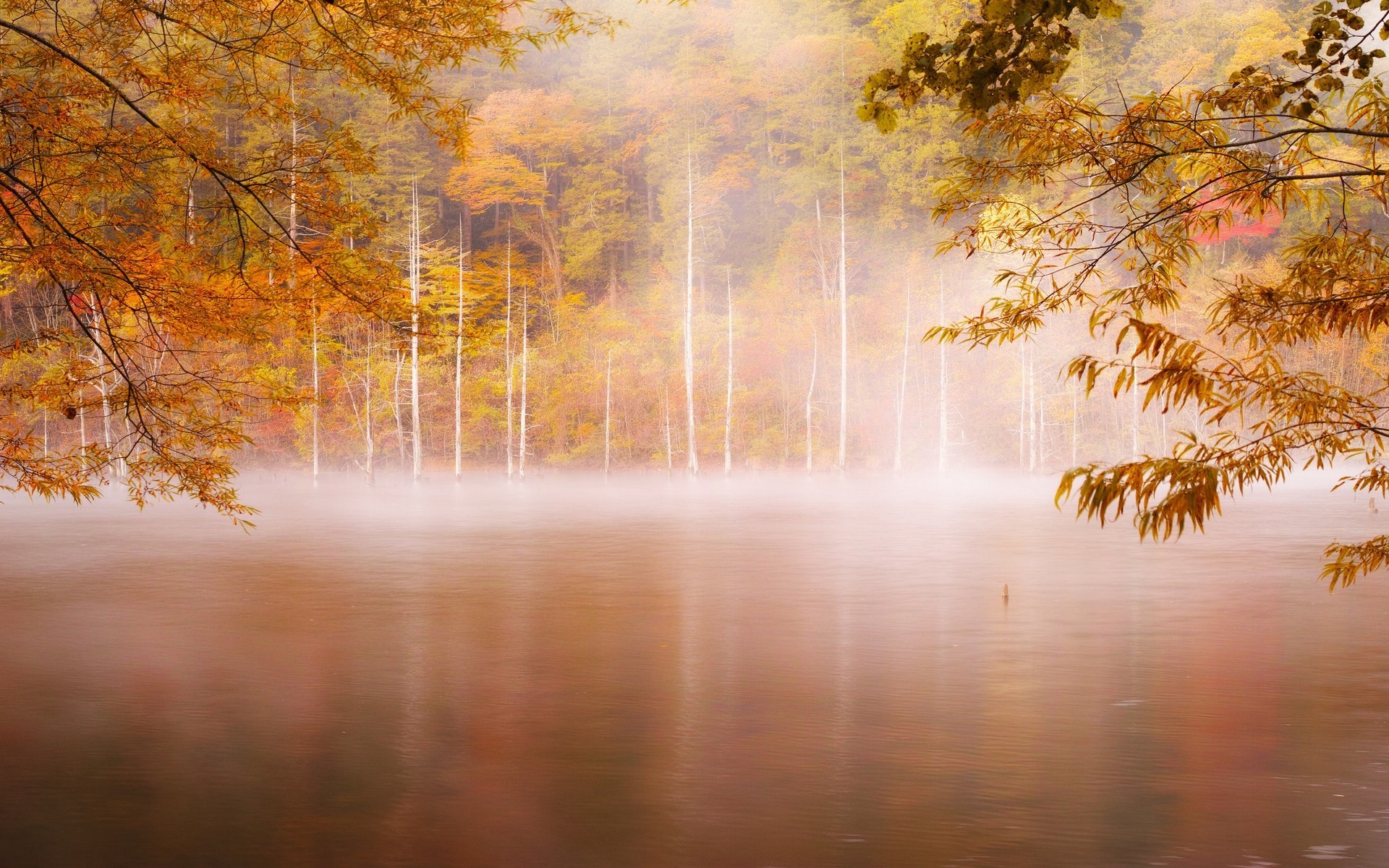 forest, nature, photography, HD Wallpaper