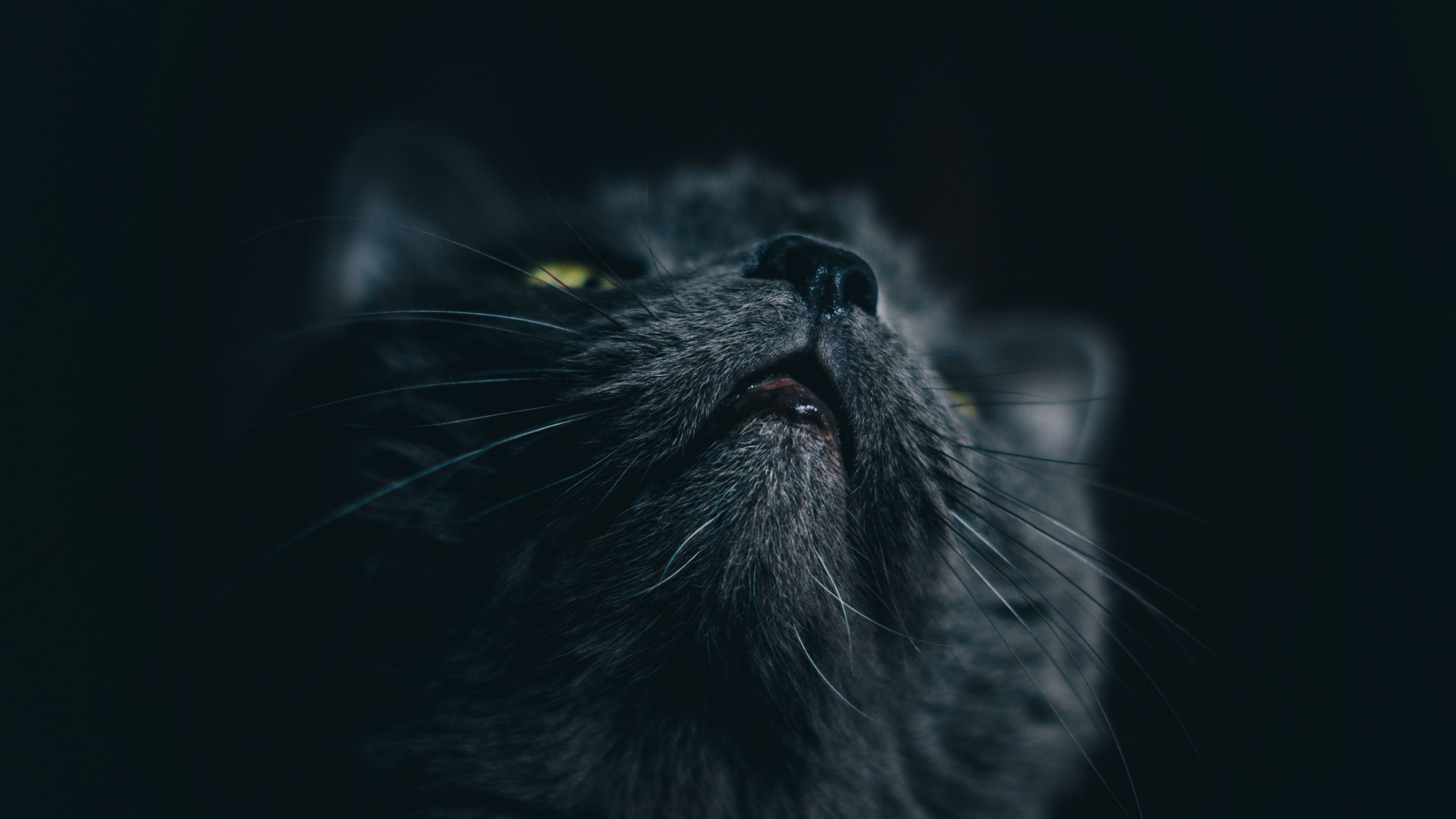 cat, gray, face, pet, 4k, HD Wallpaper