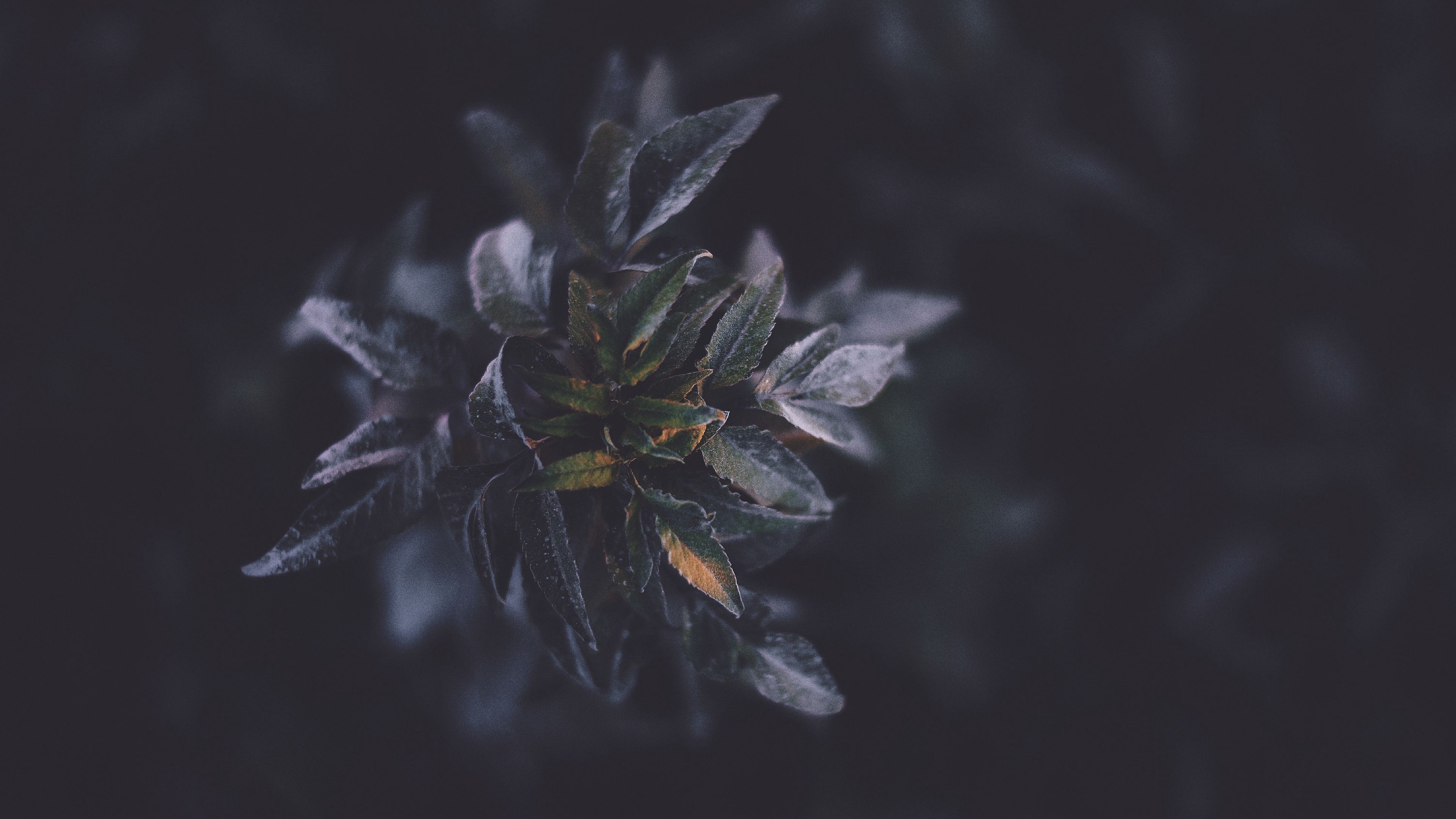 leaves, macro, plant, branch, 4k, HD Wallpaper