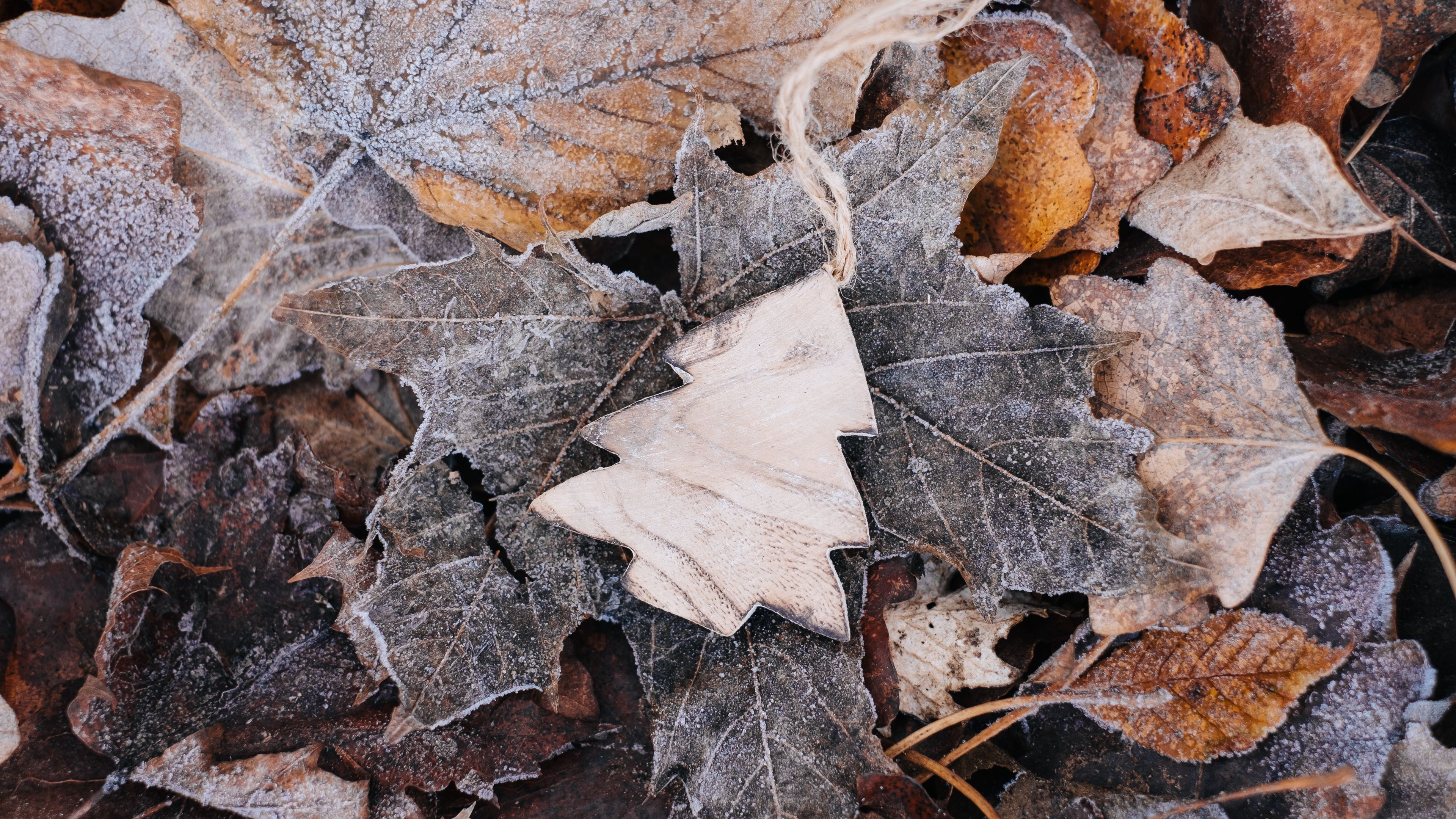 tree, wooden, crafts, leaves, frost, 4k, HD Wallpaper