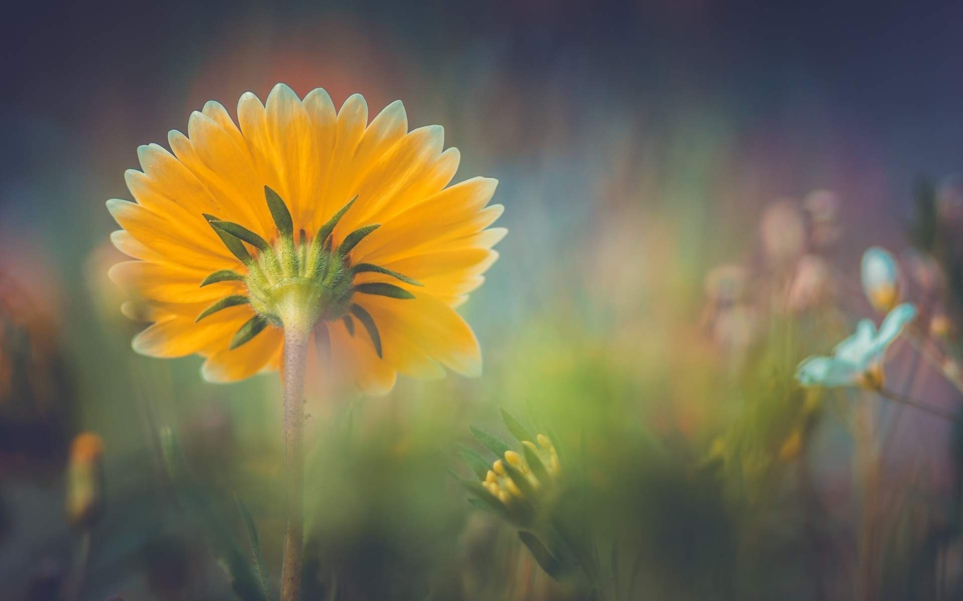 flower, flowers, HD Wallpaper