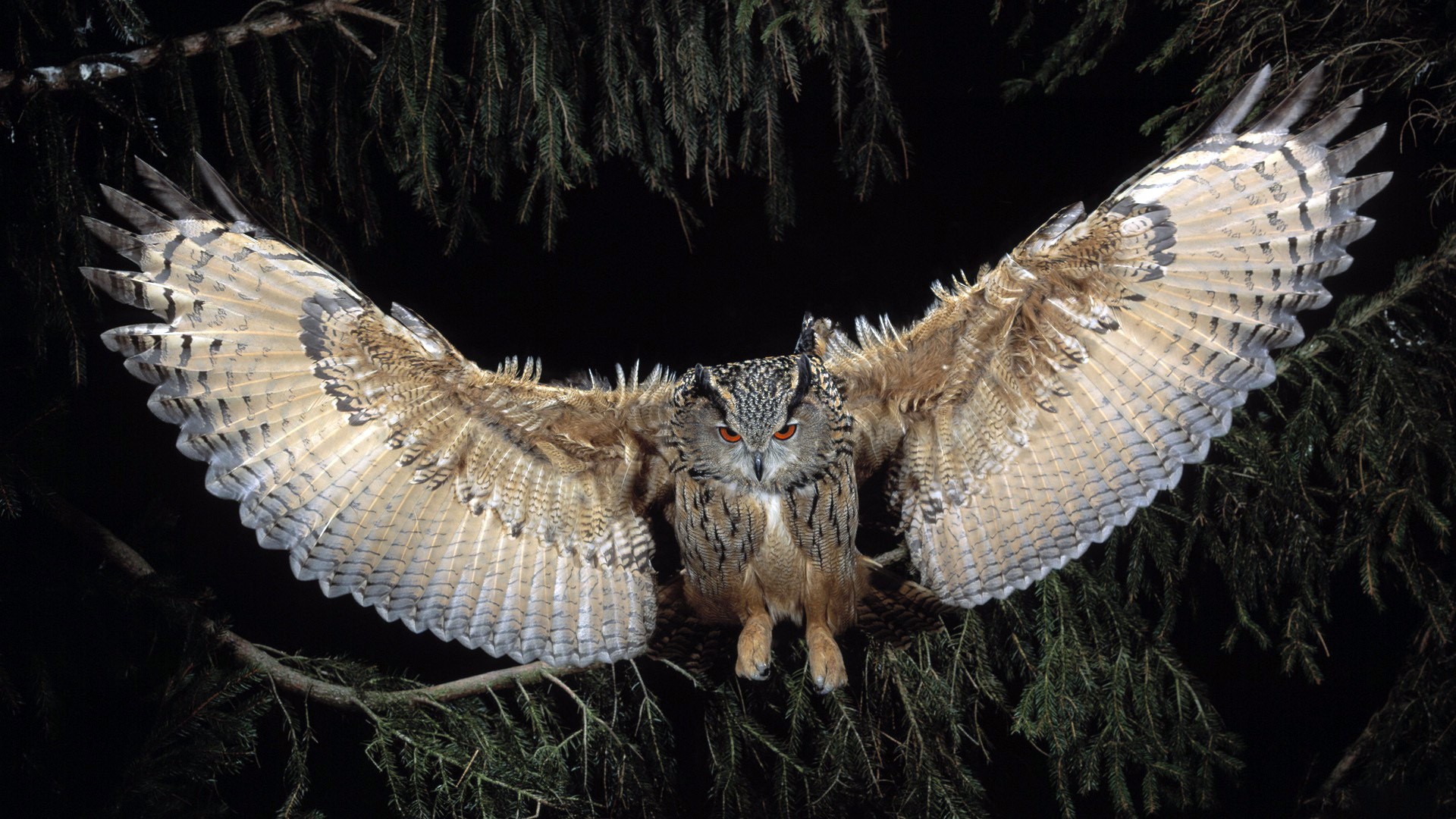owl, birds, HD Wallpaper