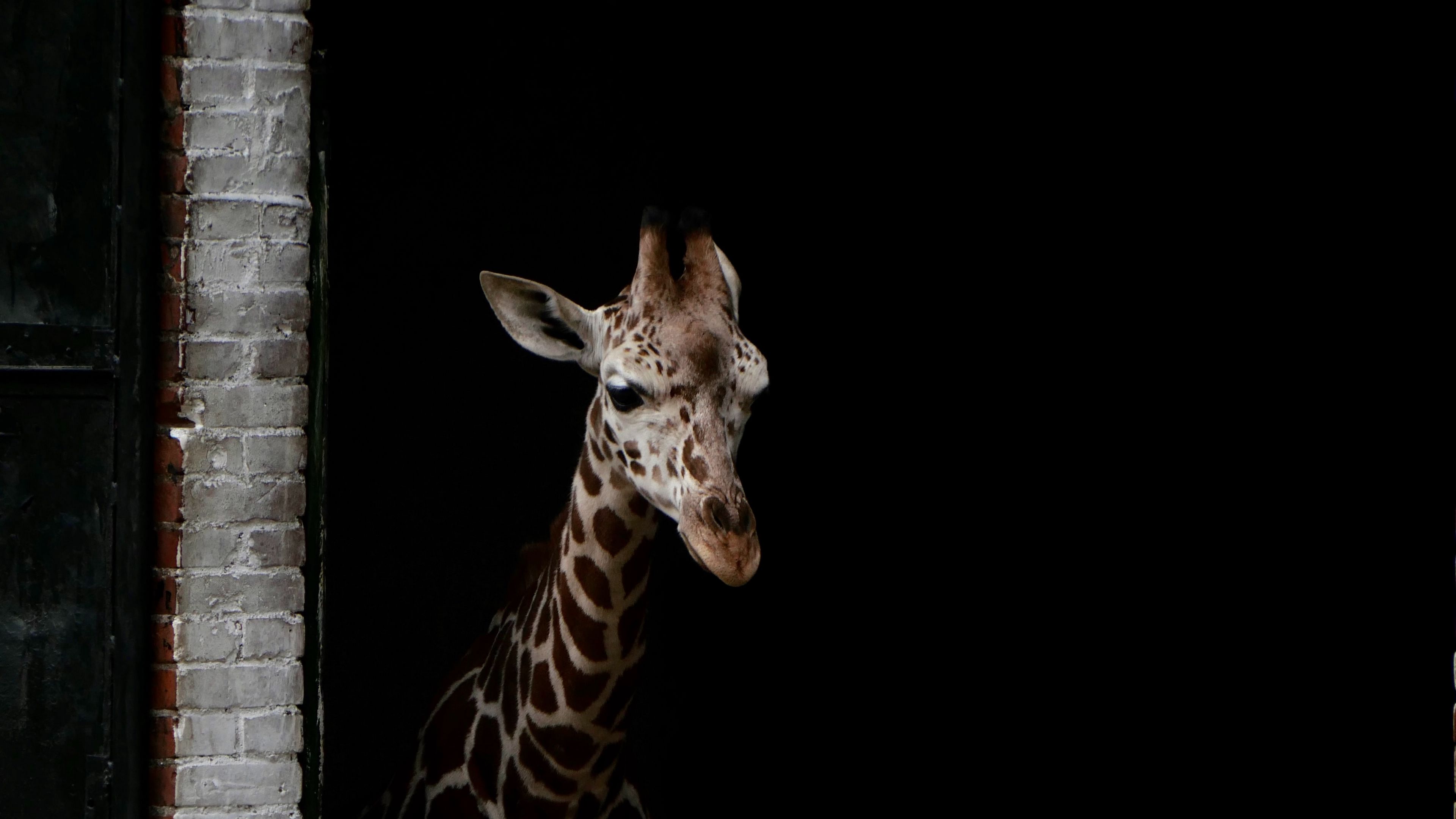giraffe, animals, spots, dark, 4k, HD Wallpaper