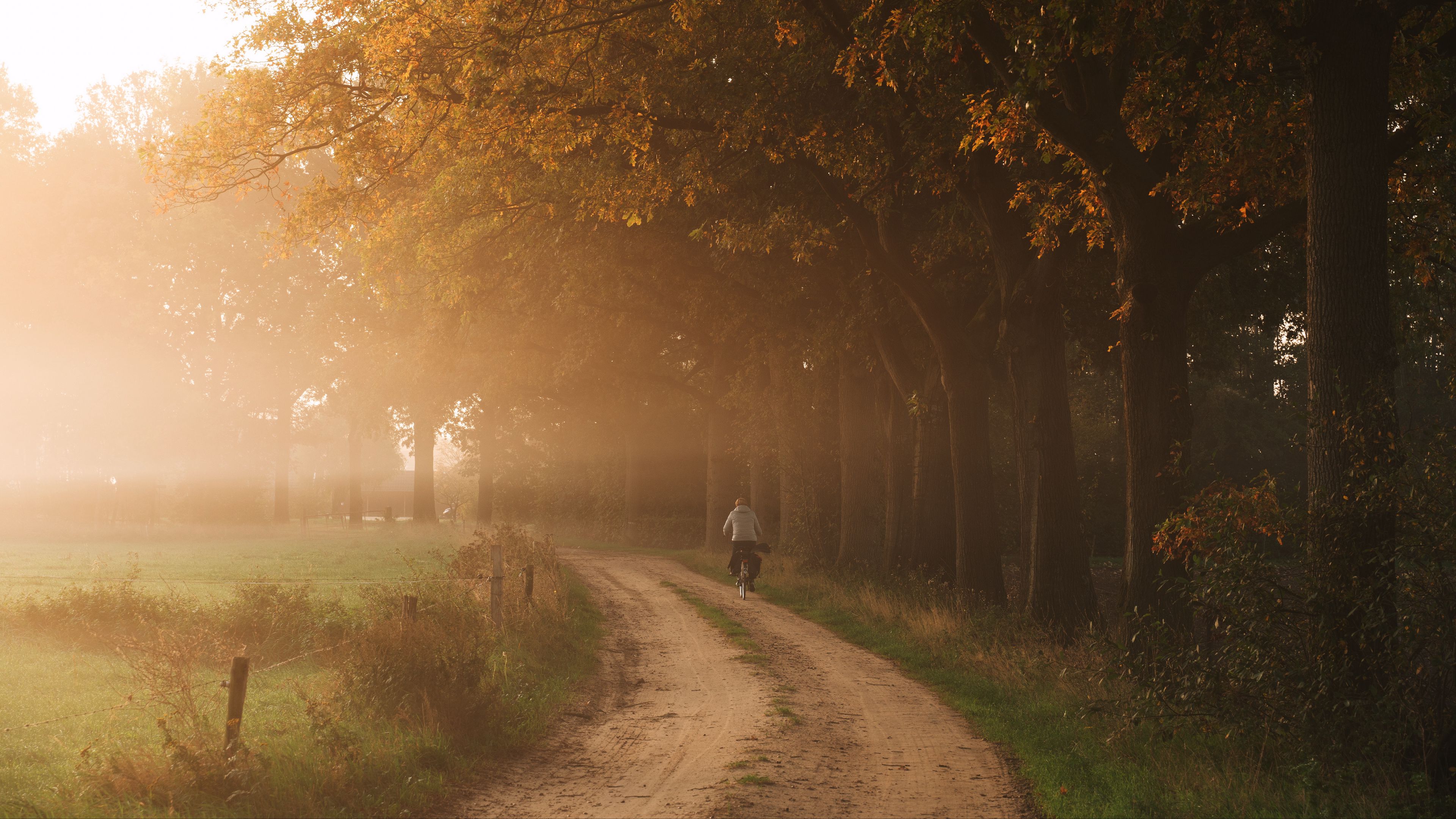 road, fog, trees, cyclist, nature, 4k, HD Wallpaper