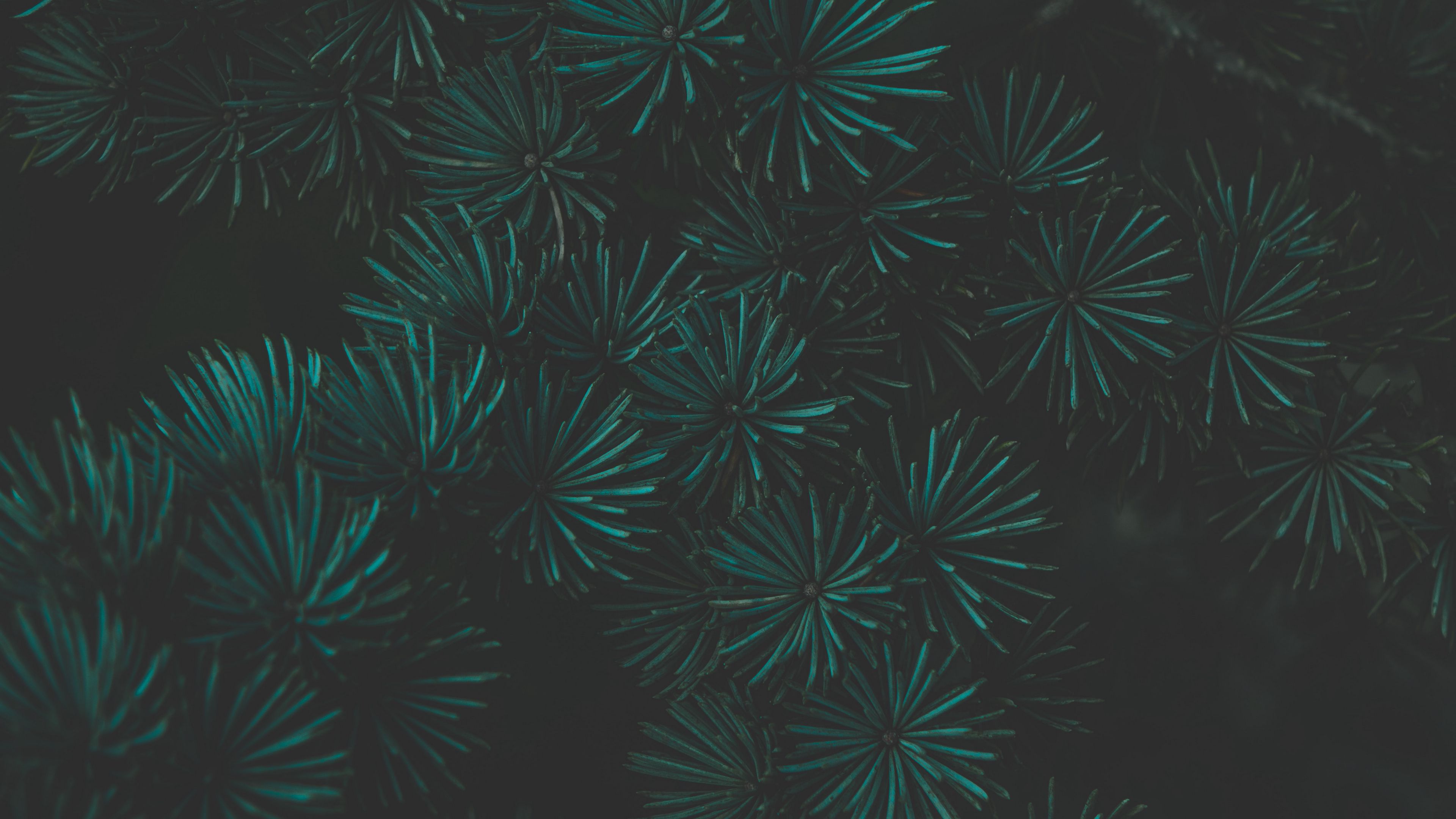pine, branch, macro, green, dark, 4k, HD Wallpaper