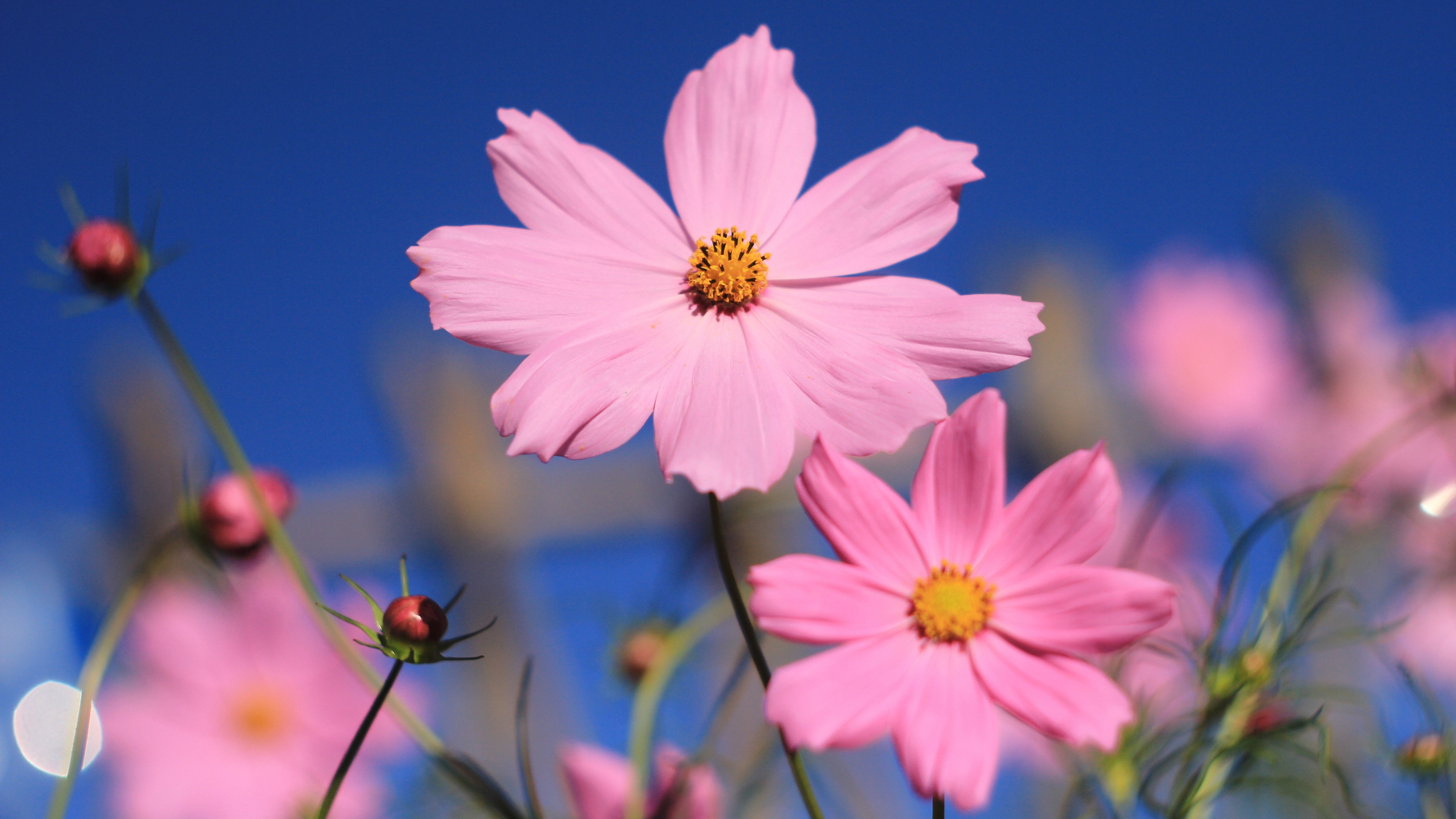 flowers, pink, HD Wallpaper
