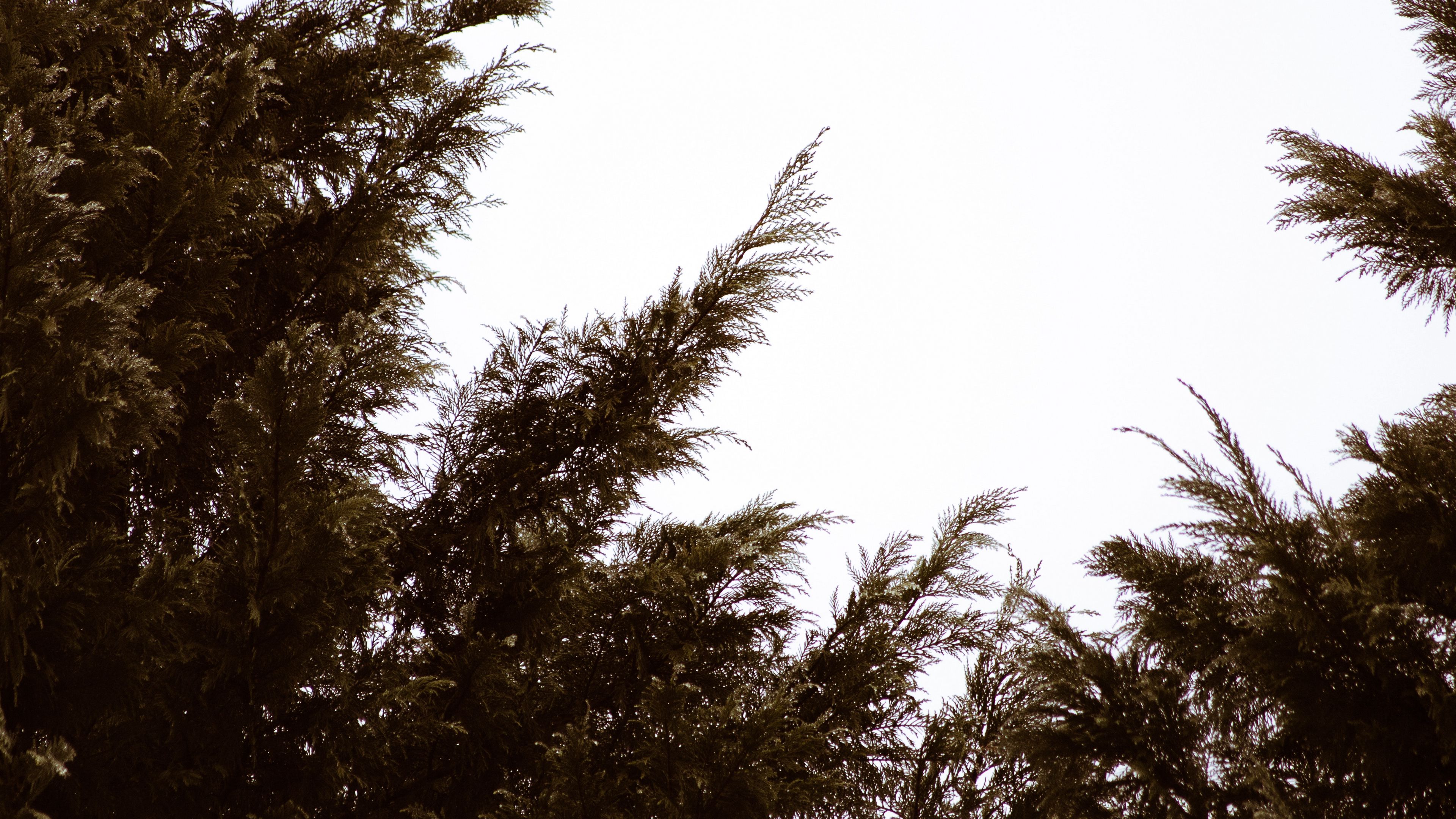 branches, sky, minimalism, plant, conifer, 4k, HD Wallpaper