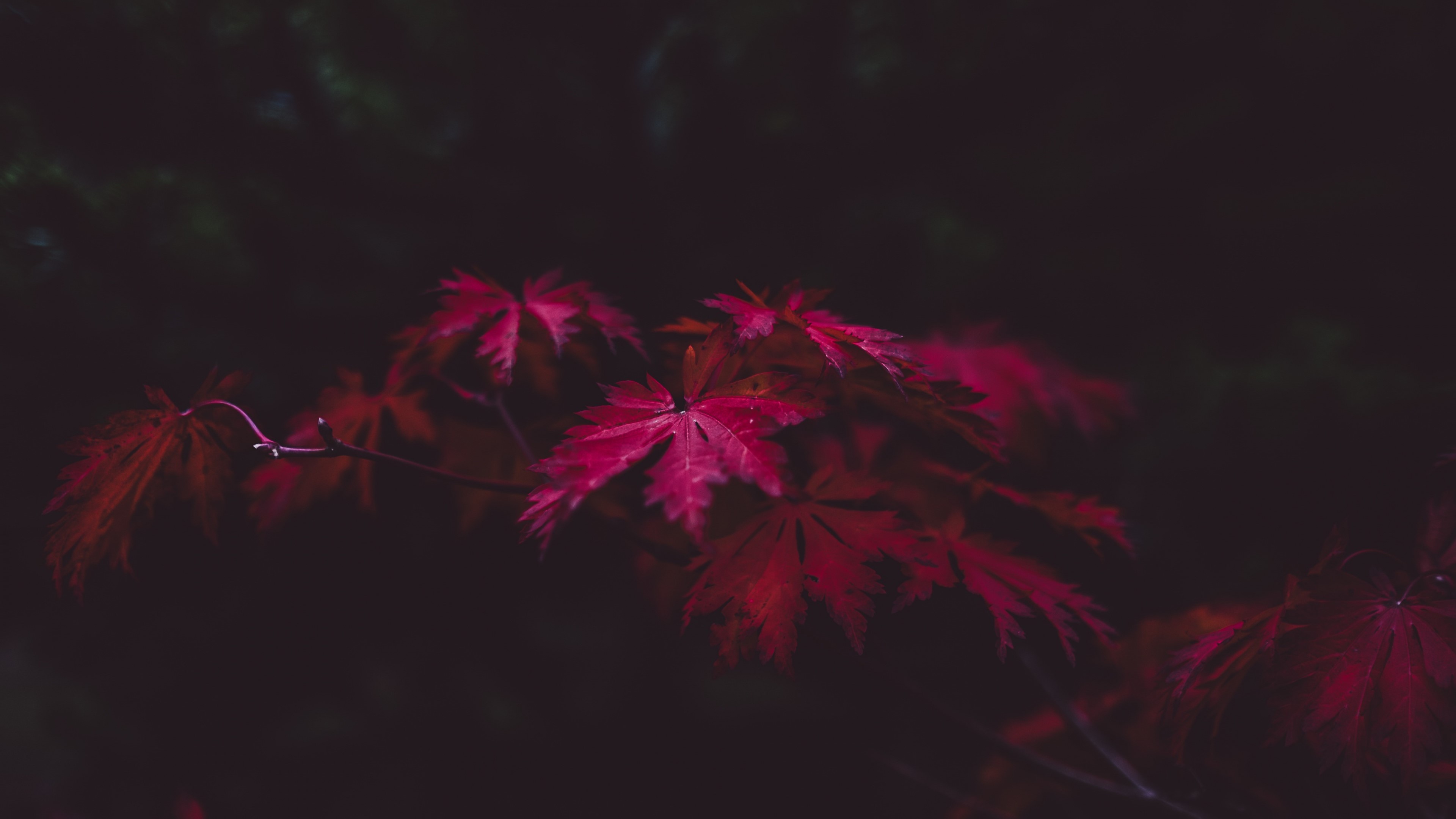 leaves, nature, 4k, photography, HD Wallpaper