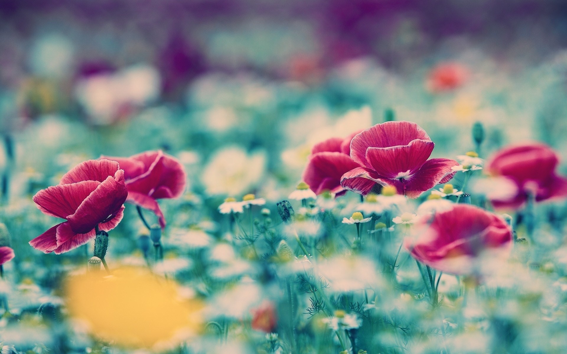 flowers, blur, photography, HD Wallpaper