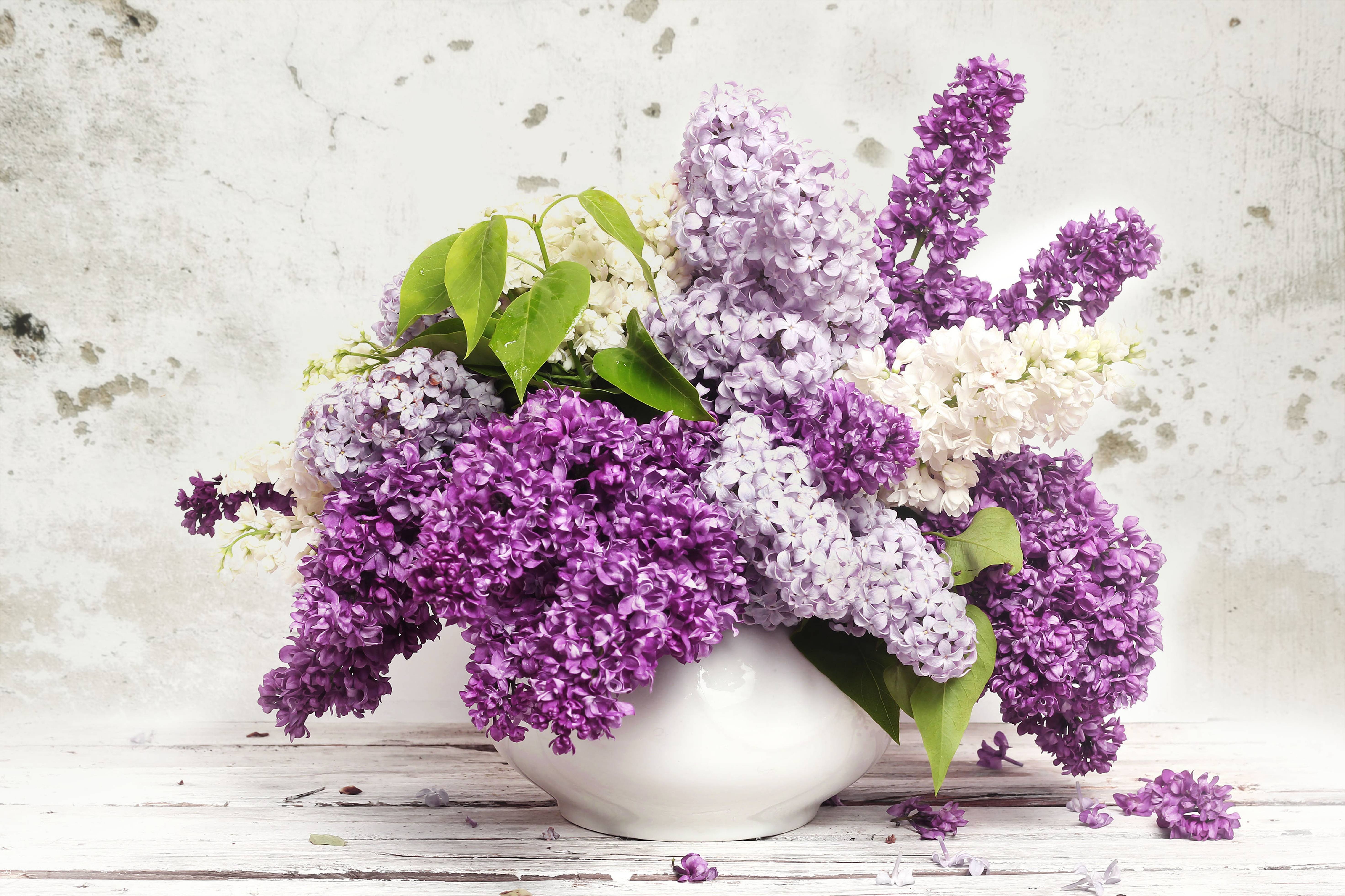 flowers, hd, HD Wallpaper