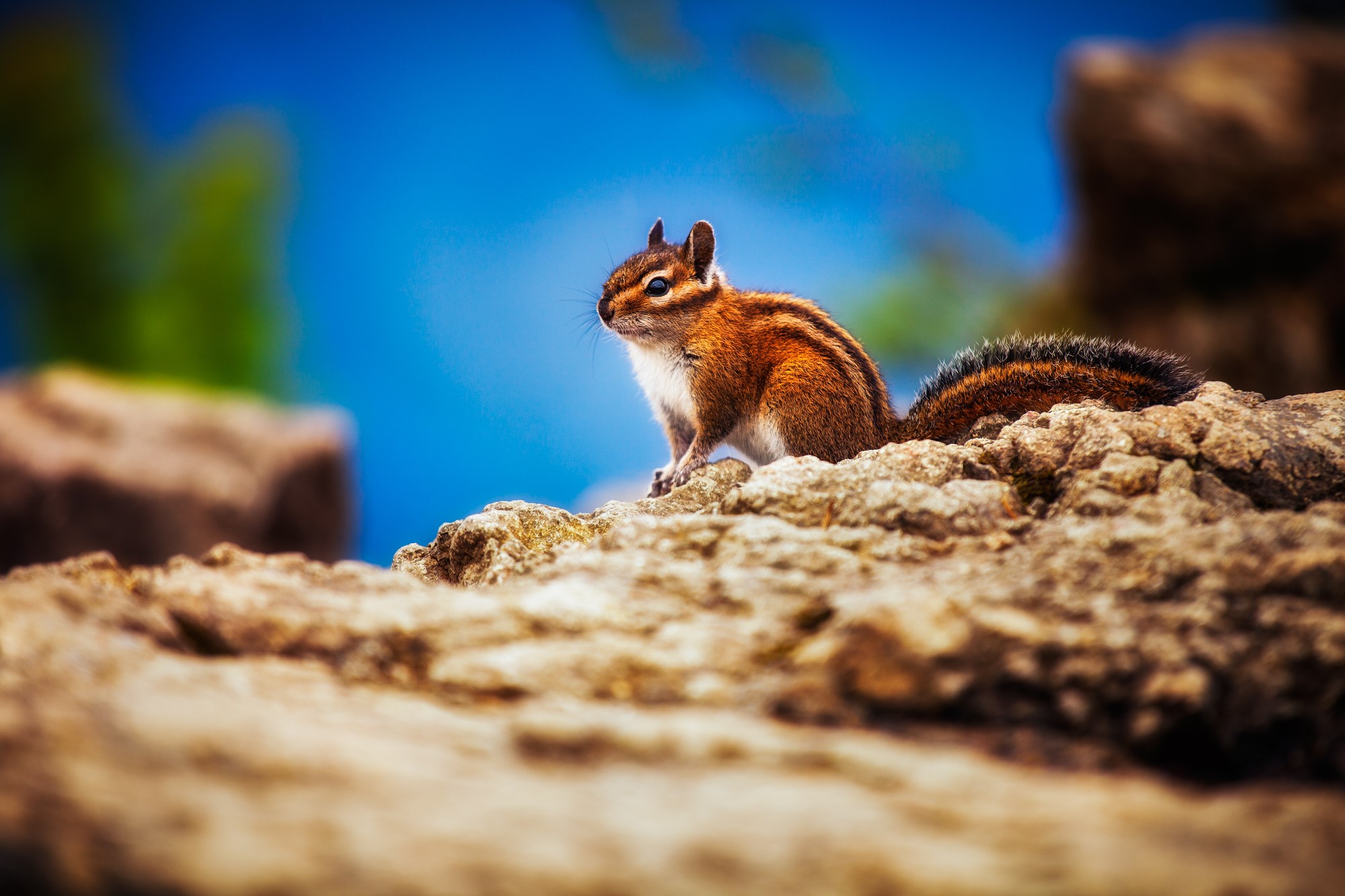 chipmunks, animals, HD Wallpaper