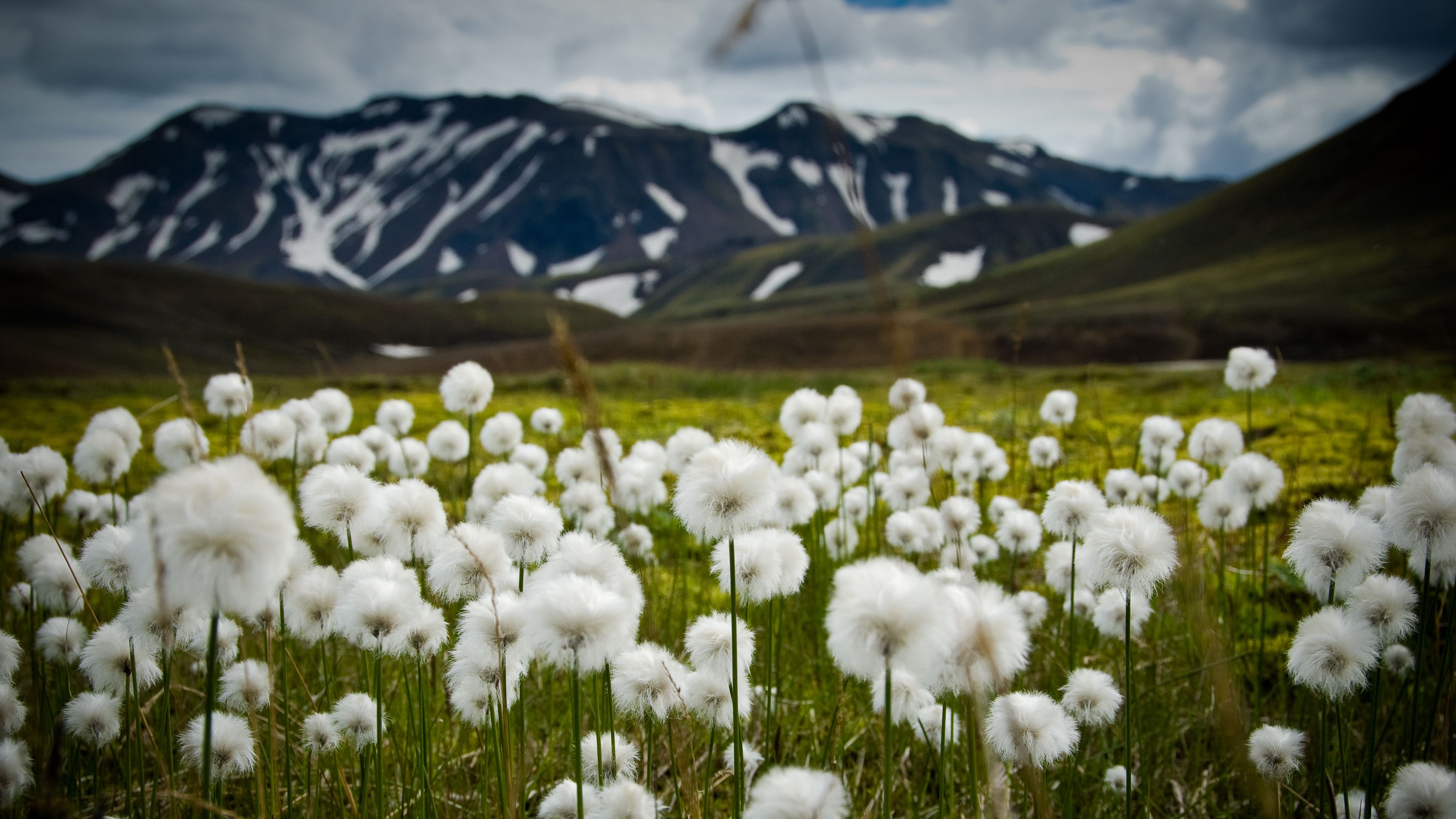 field, flowers, white, mountains, nature, 4k, HD Wallpaper