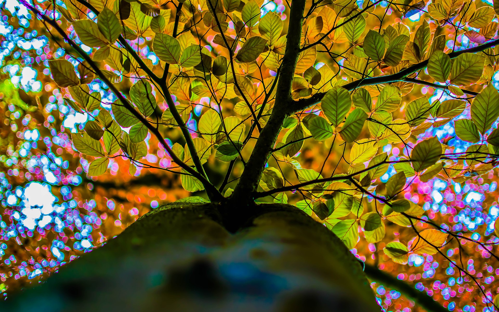 autumn, nature, trees, HD Wallpaper