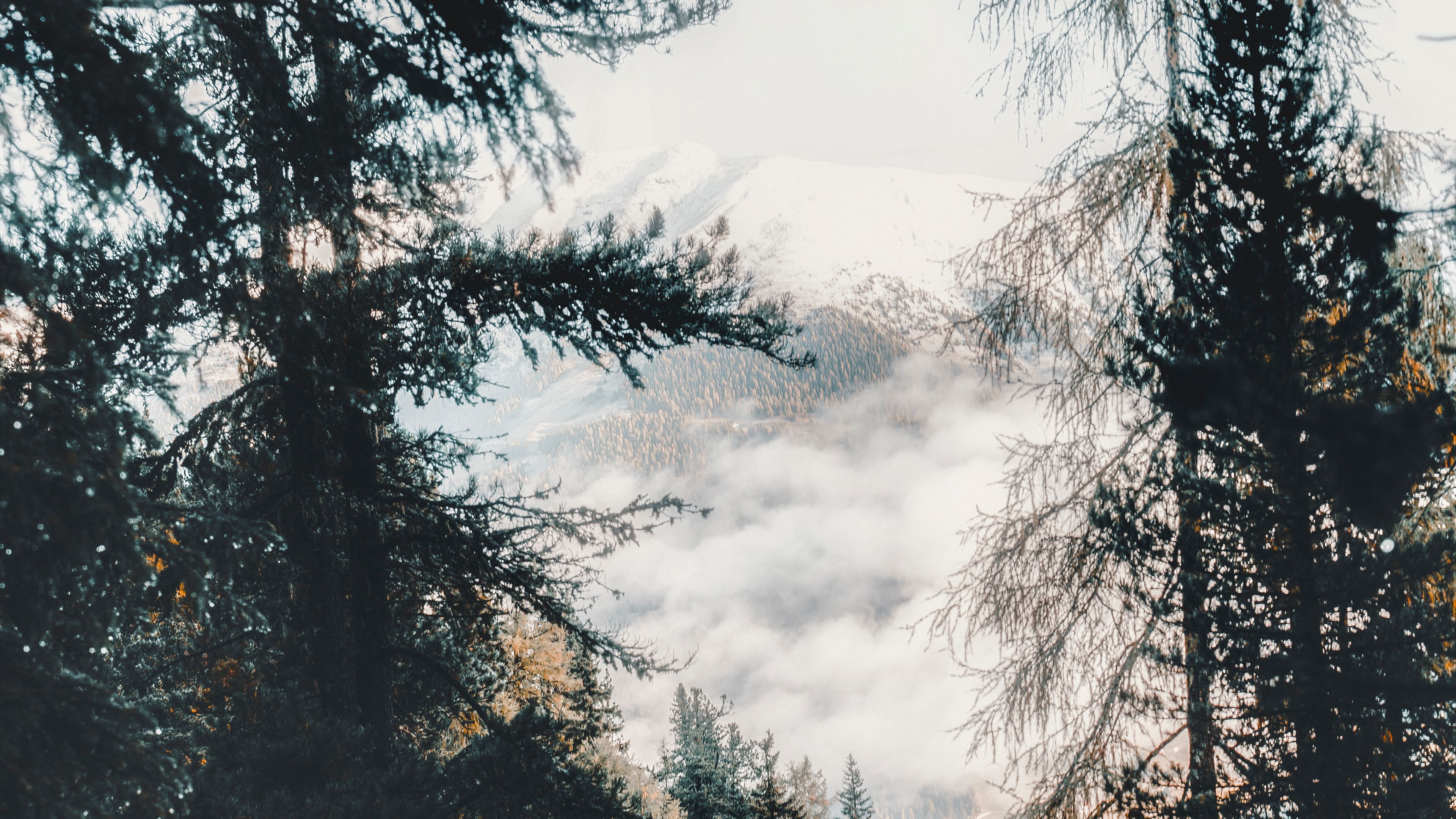 forest, trees, mountains, clouds, nature, 4k, HD Wallpaper