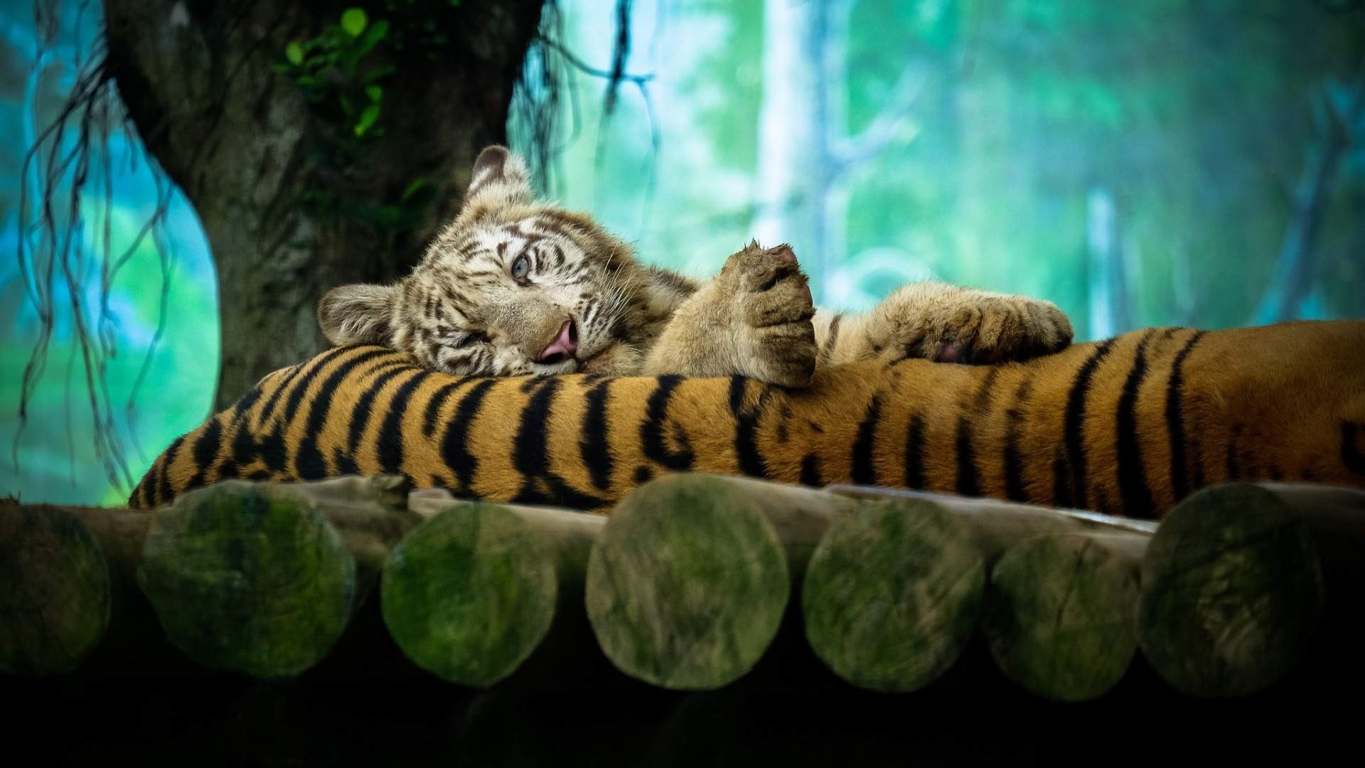 tiger, animals, photography, HD Wallpaper