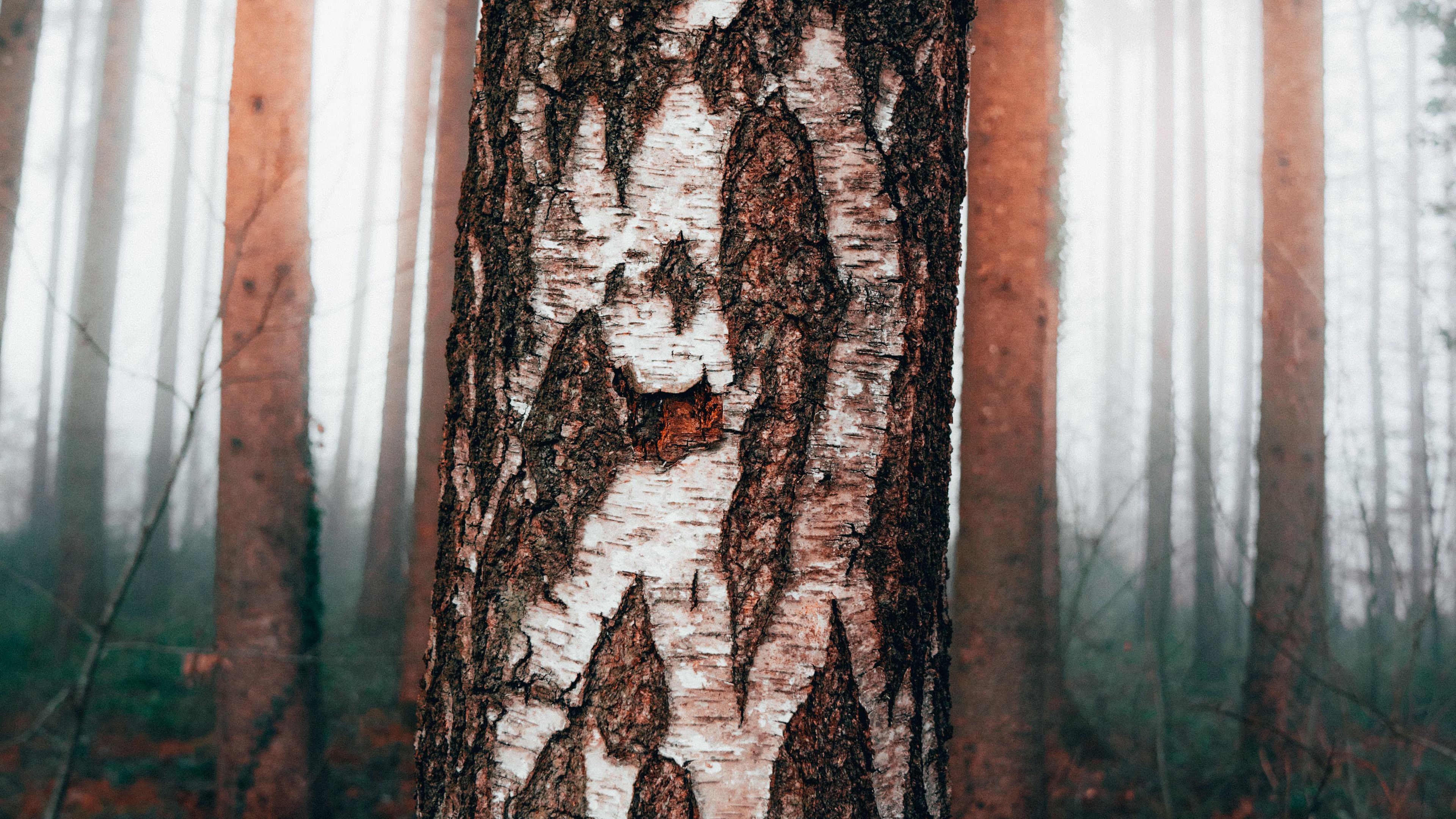 birch, tree, forest, fog, 4k, HD Wallpaper