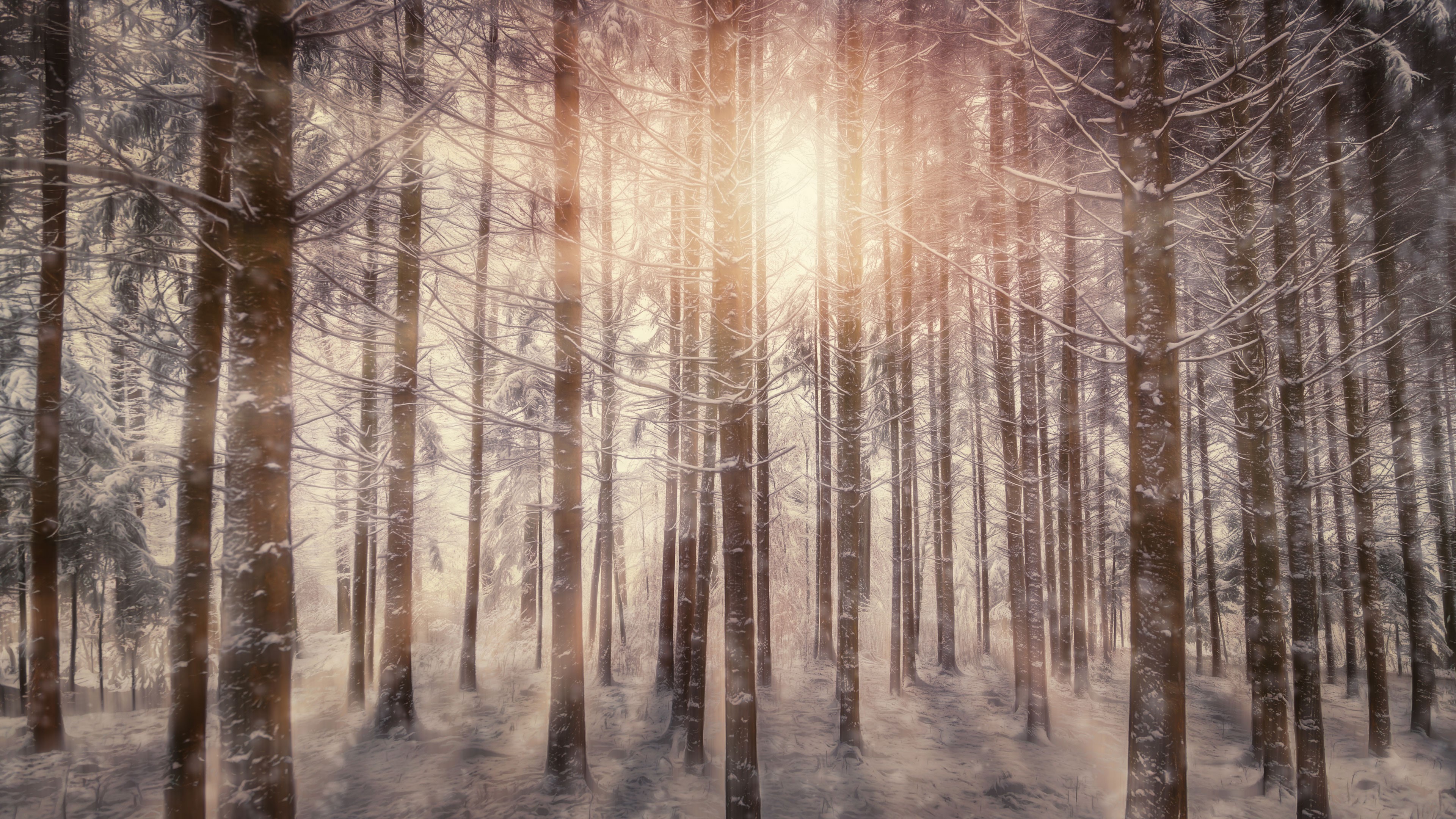 sunbeam, nature, snow, trees, HD Wallpaper