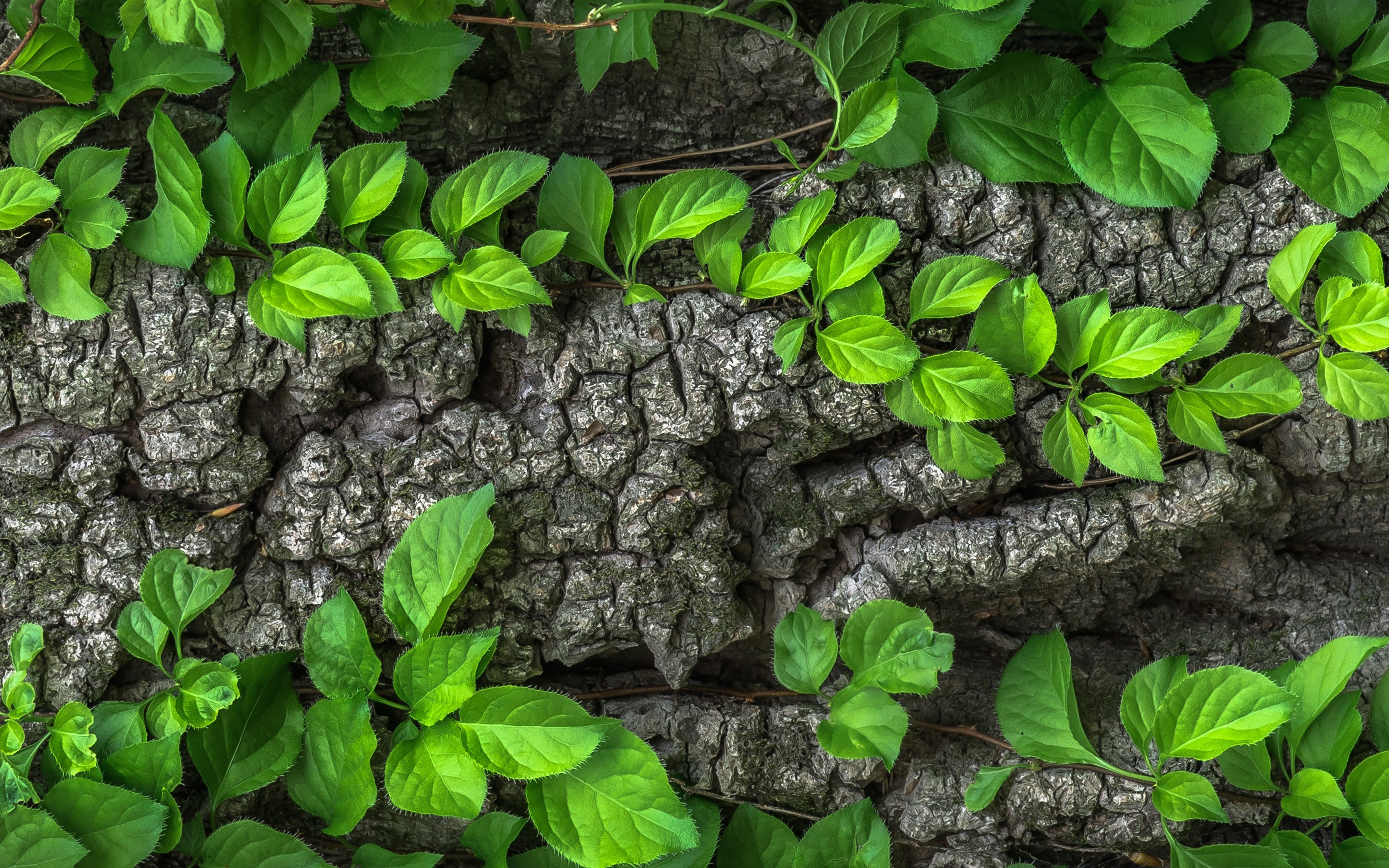 leaf, macro, nature, HD Wallpaper