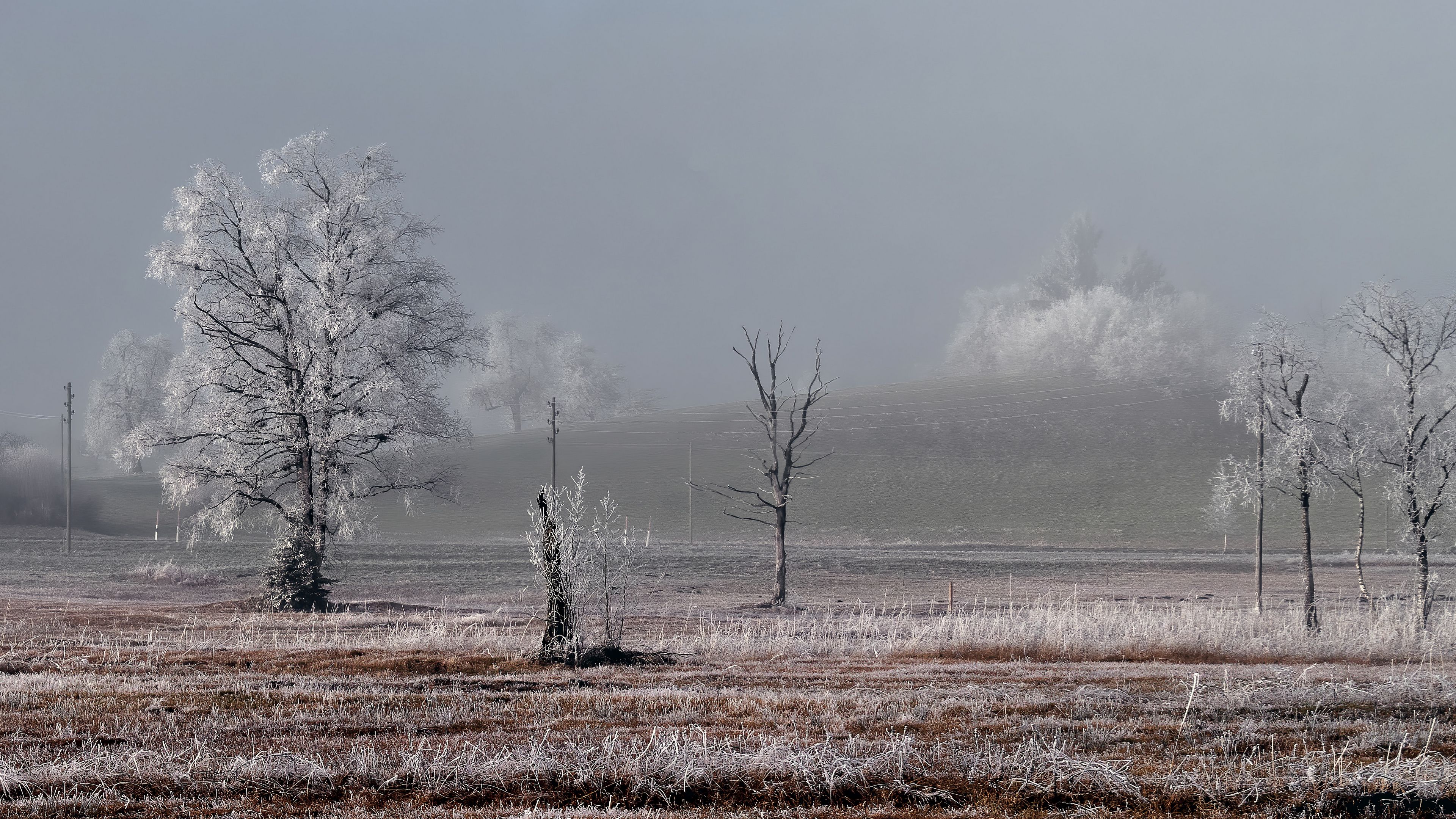 field, trees, winter, frost, landscape, 4k, HD Wallpaper