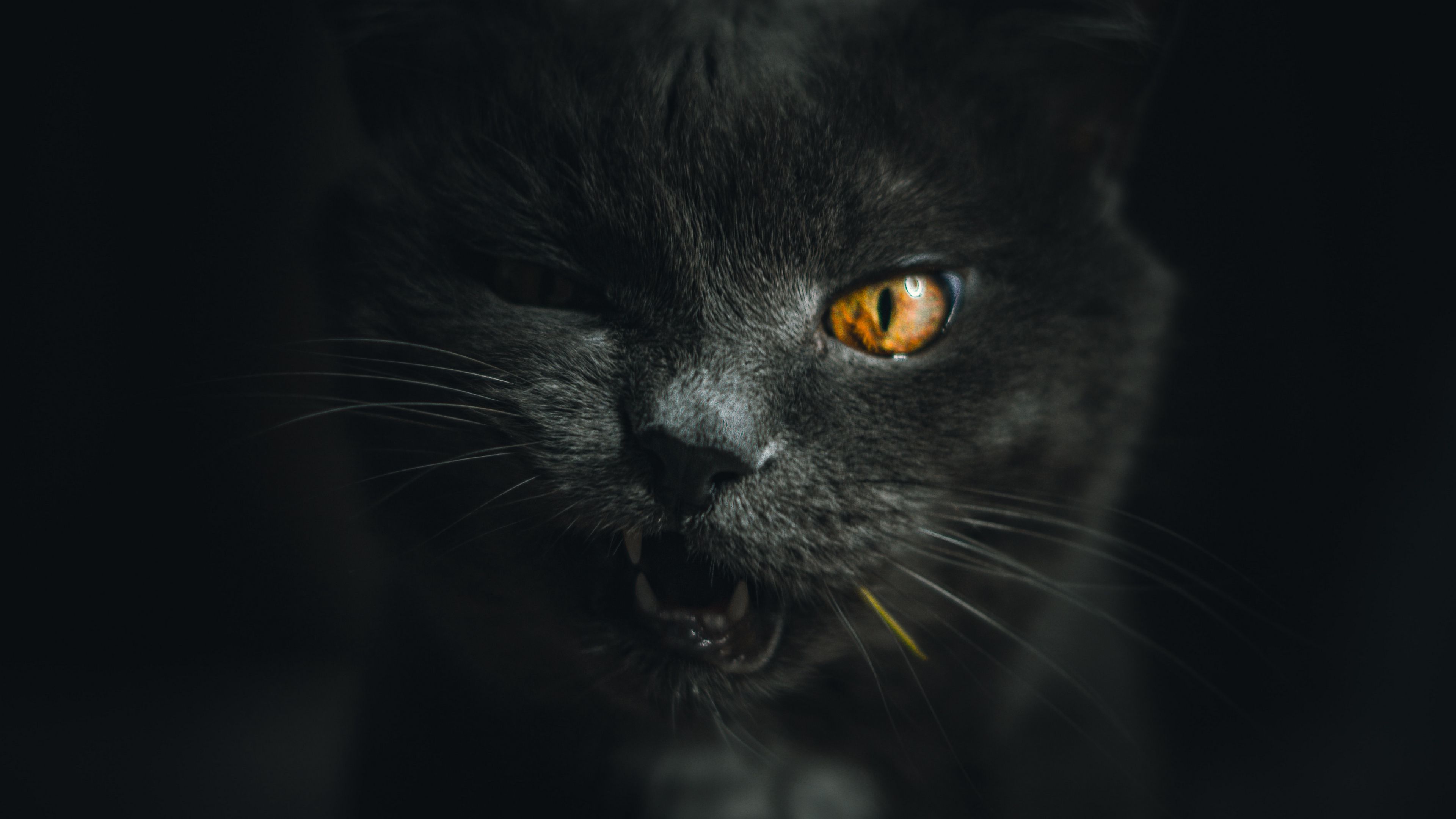 cat, gray, pet, face, 4k, HD Wallpaper