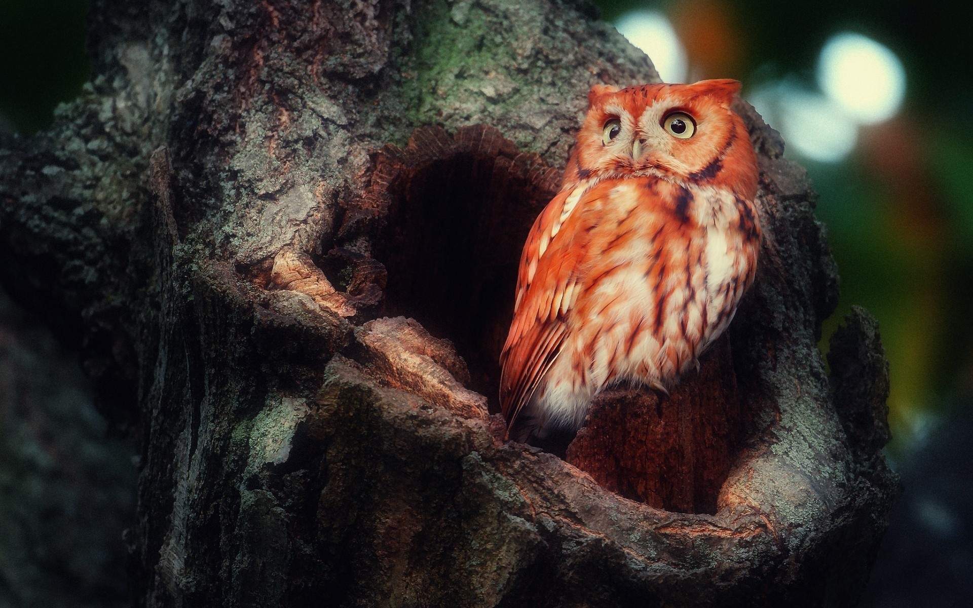 owl, birds, HD Wallpaper