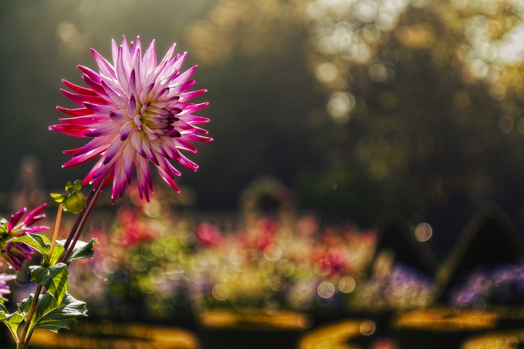 pink, flowers, macro, photography, HD Wallpaper