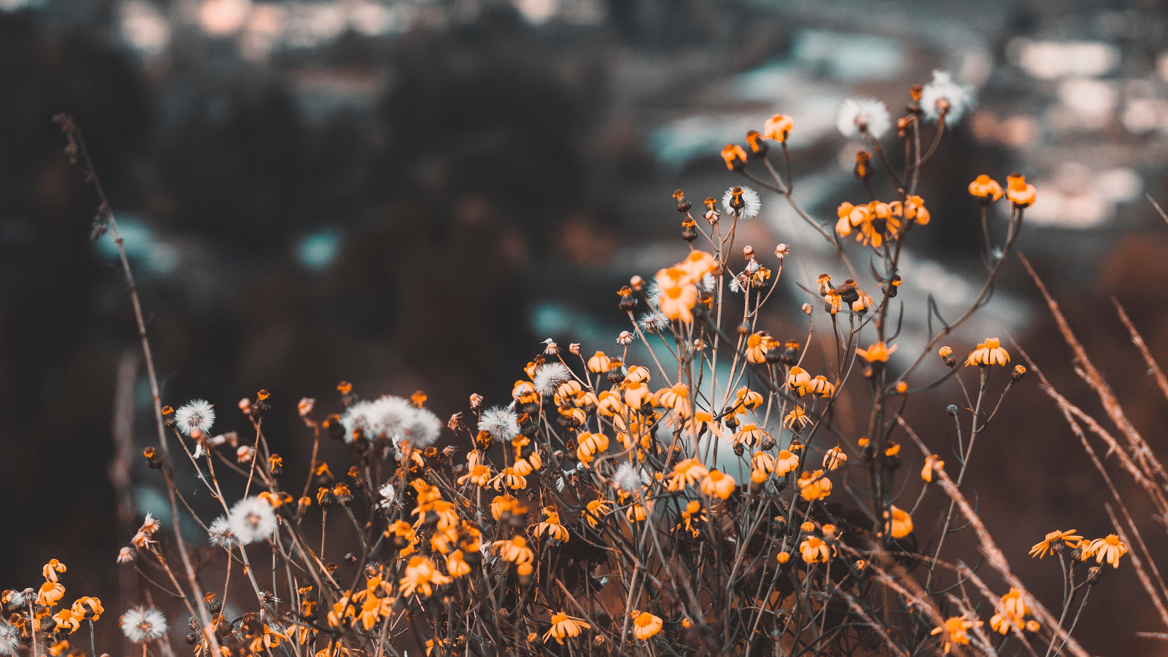 flowers, yellow, wild, nature, mountains, 4k, HD Wallpaper