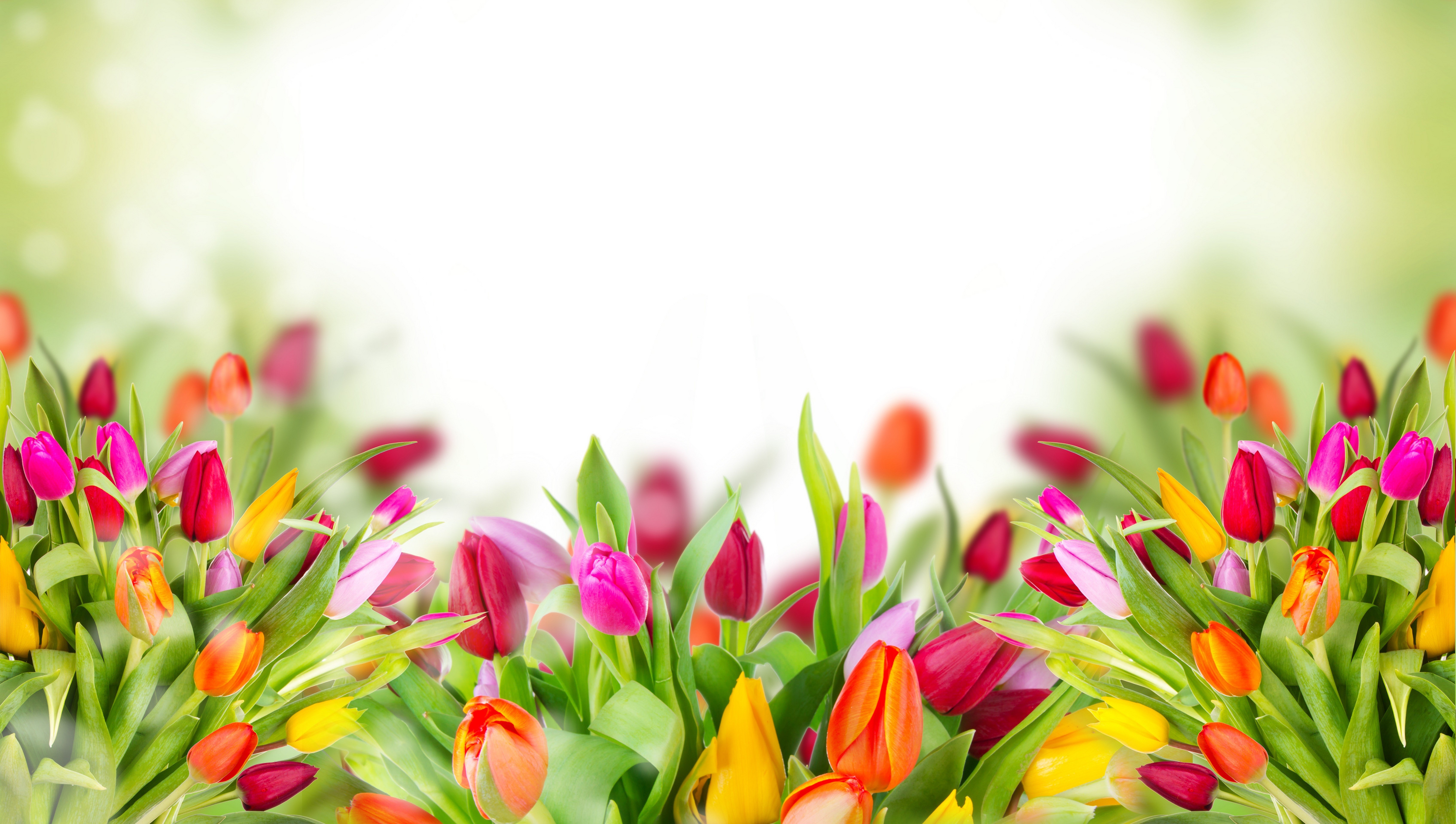 tulips, flowers, HD Wallpaper