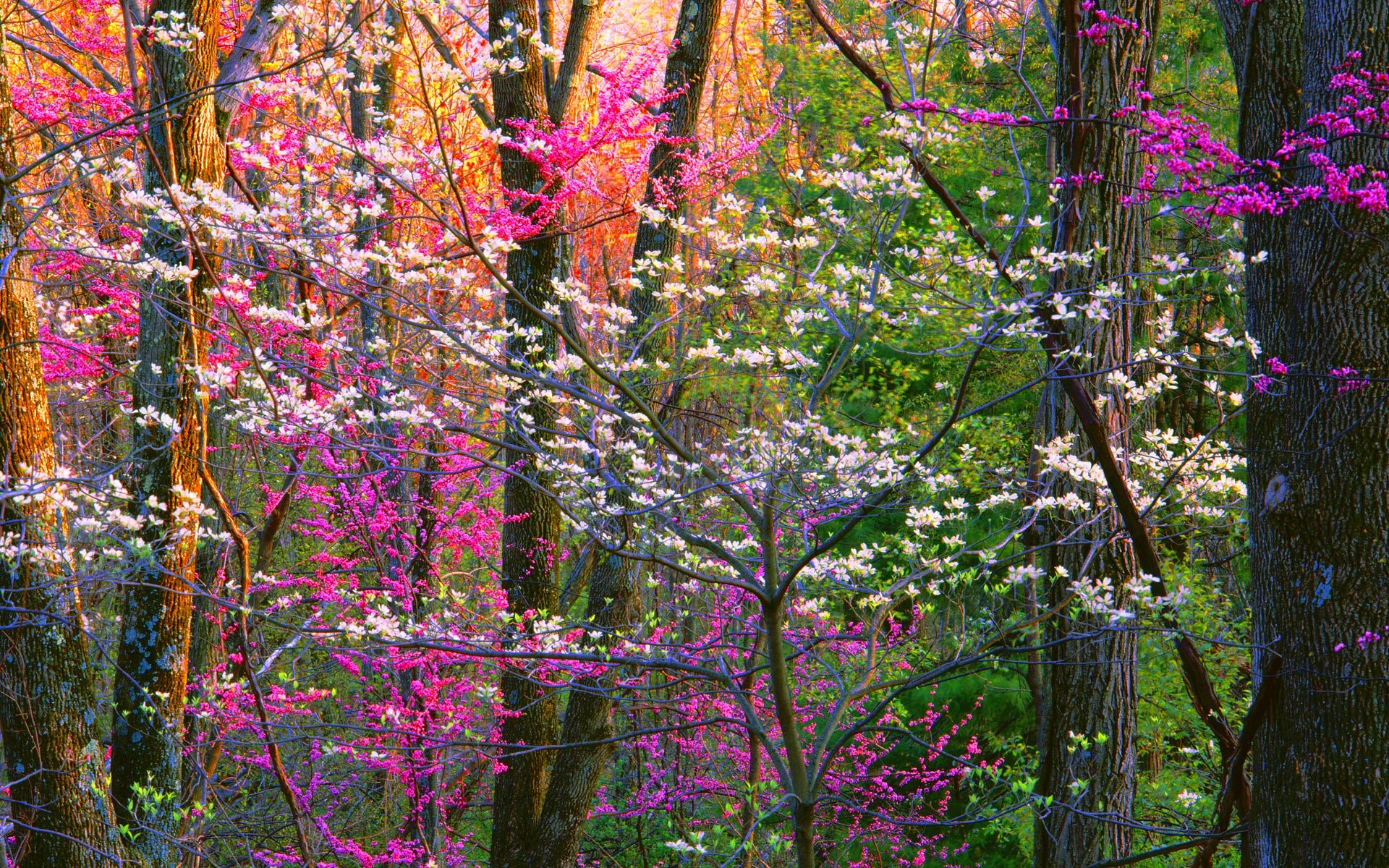 spring, forest, trees, nature, HD Wallpaper