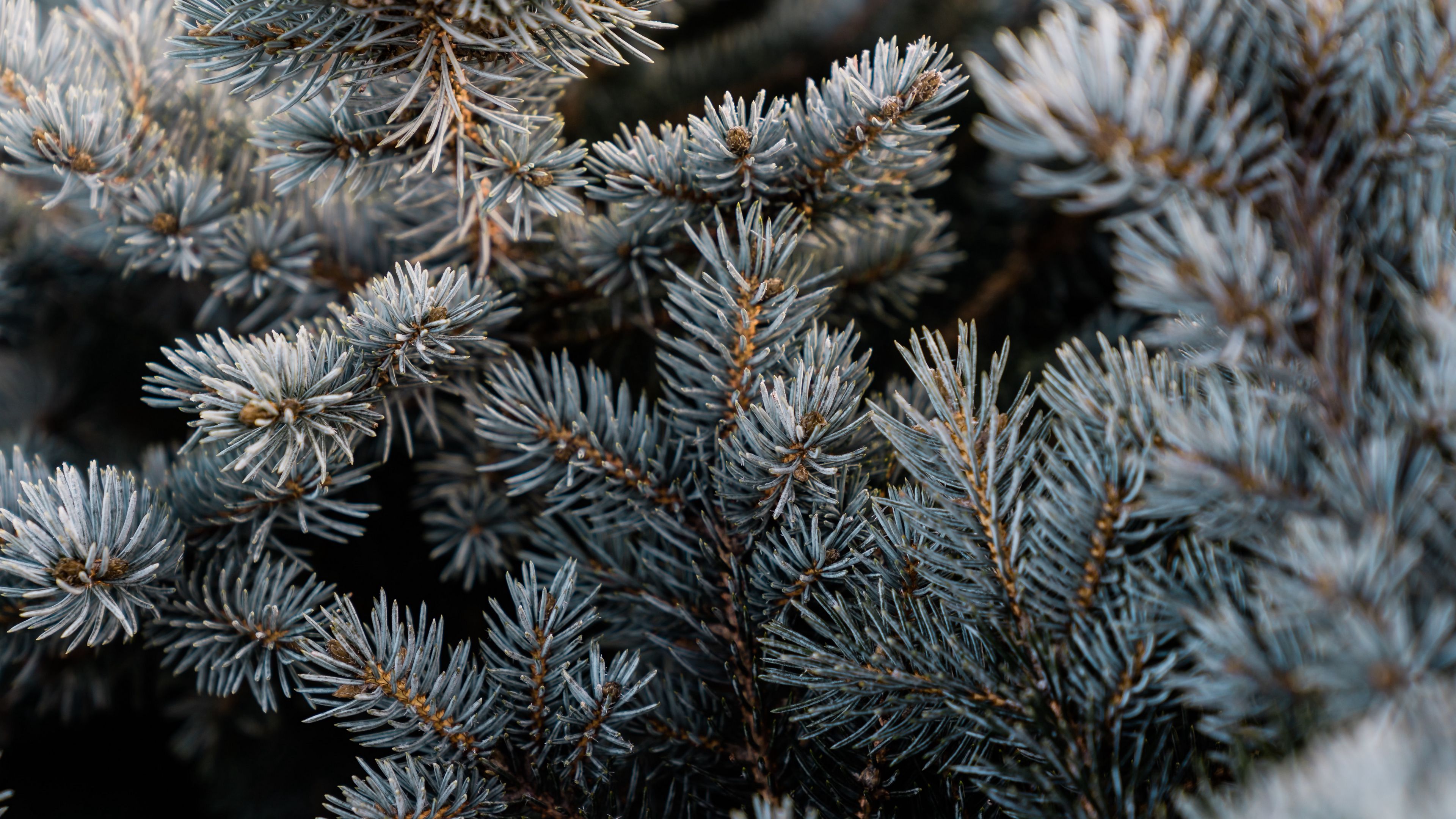 pine, branch, macro, needles, 4k, HD Wallpaper