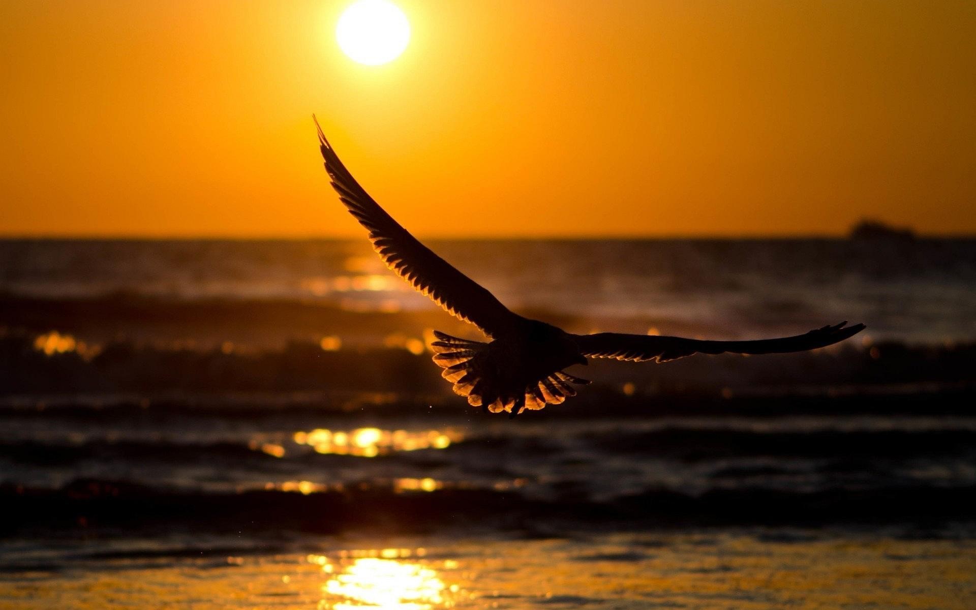 sunset, birds, nature, HD Wallpaper