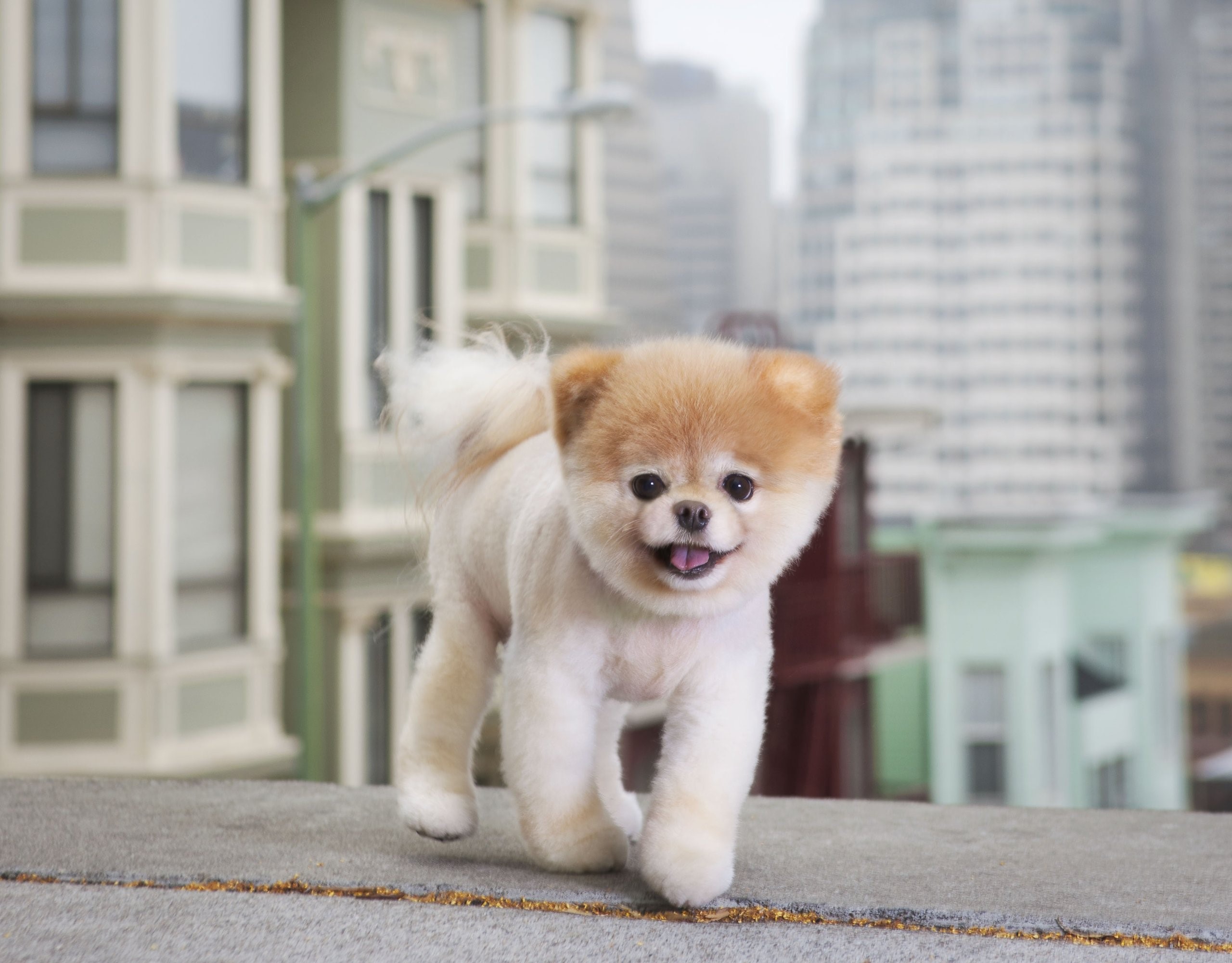 boo, dog, animals, cute, HD Wallpaper