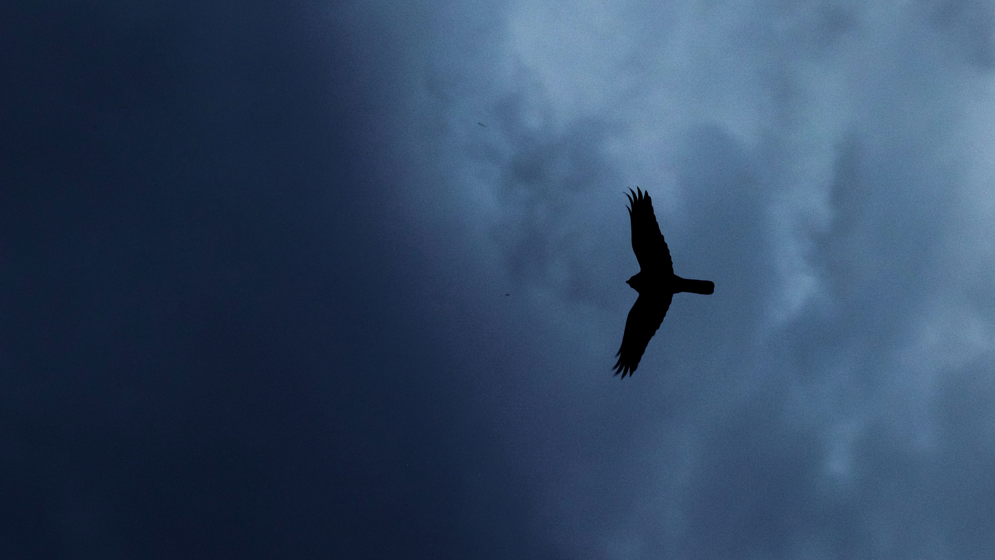 eagle, bird, silhouette, flight, sky, 4k, HD Wallpaper