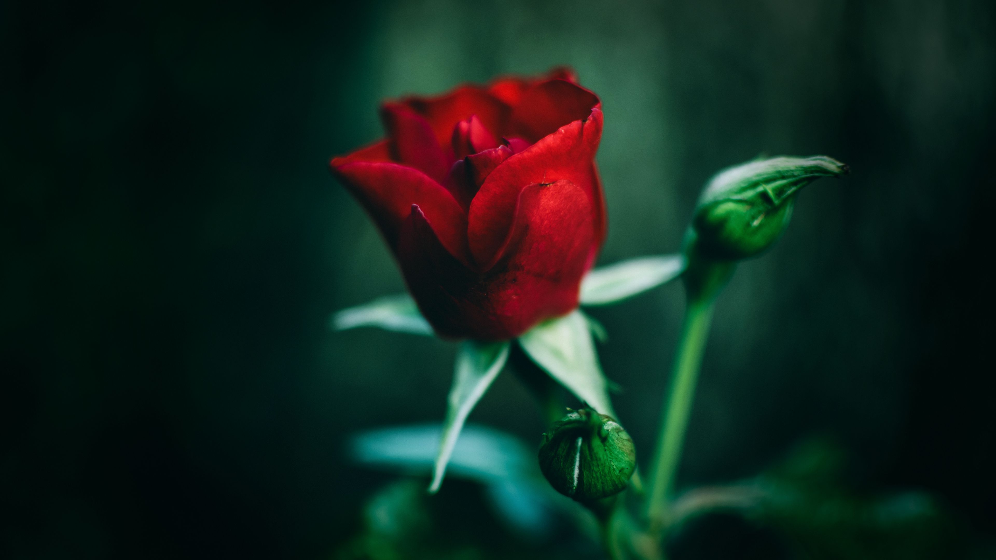 rose, red, flower, closeup, 4k, HD Wallpaper