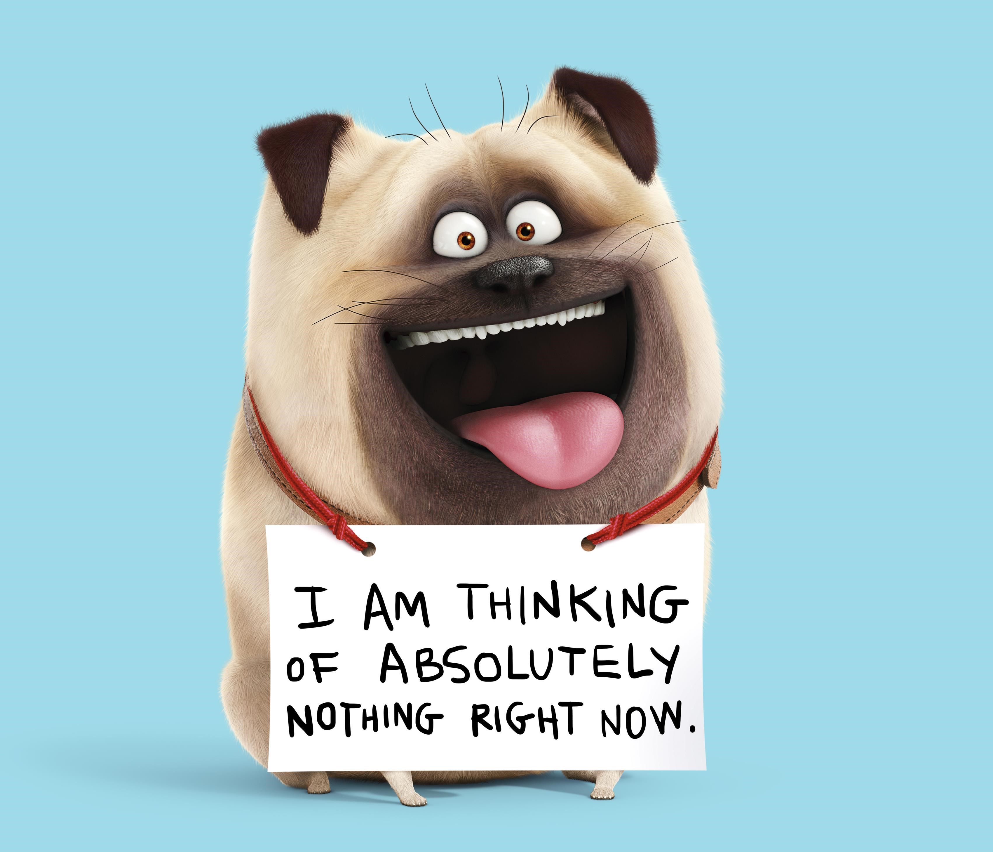 the secret life of pets, movies, animated movies, cartoons, 2016 movies, HD Wallpaper