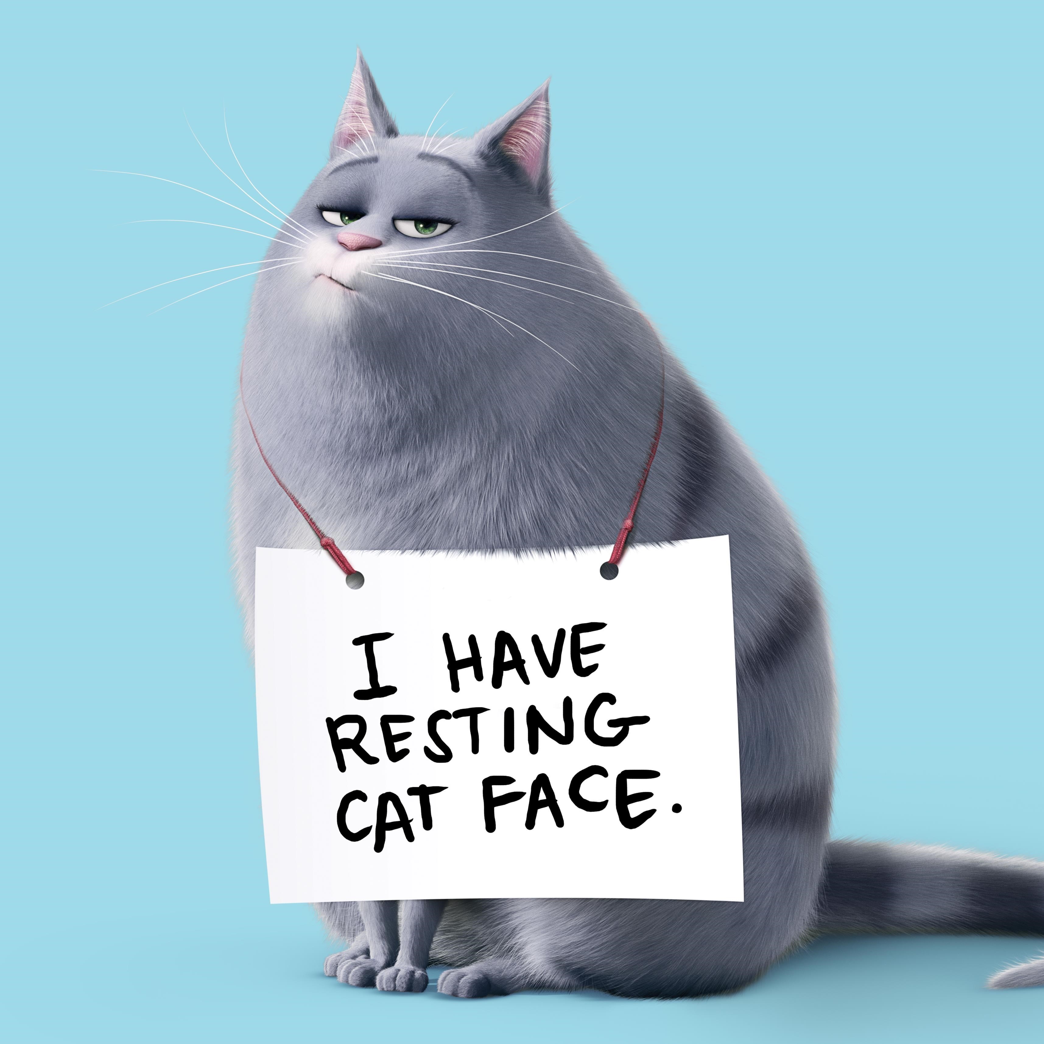 the secret life of pets, movies, animated movies, cartoons, 2016 movies, HD Wallpaper