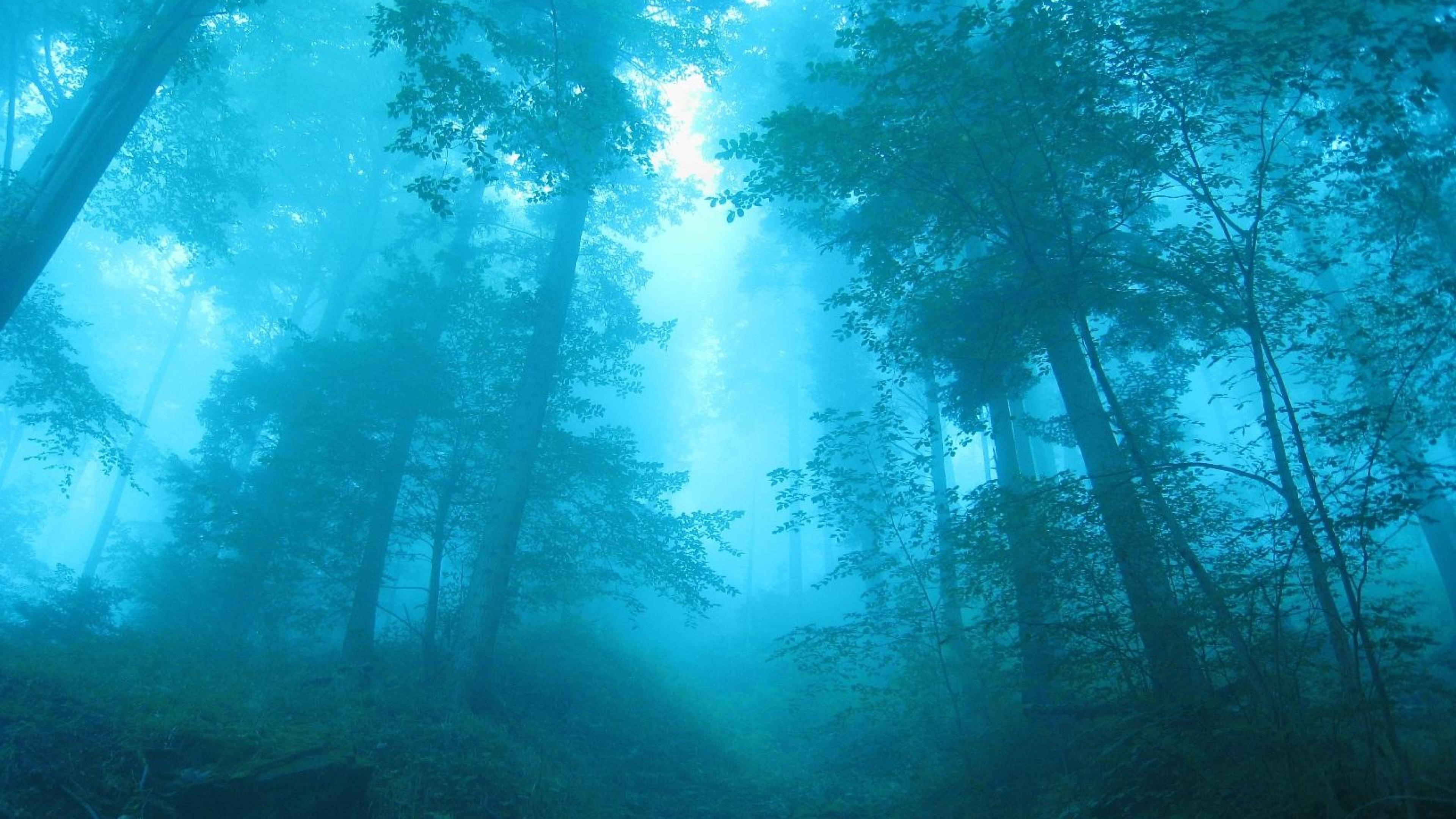 fog, forest, nature, HD Wallpaper