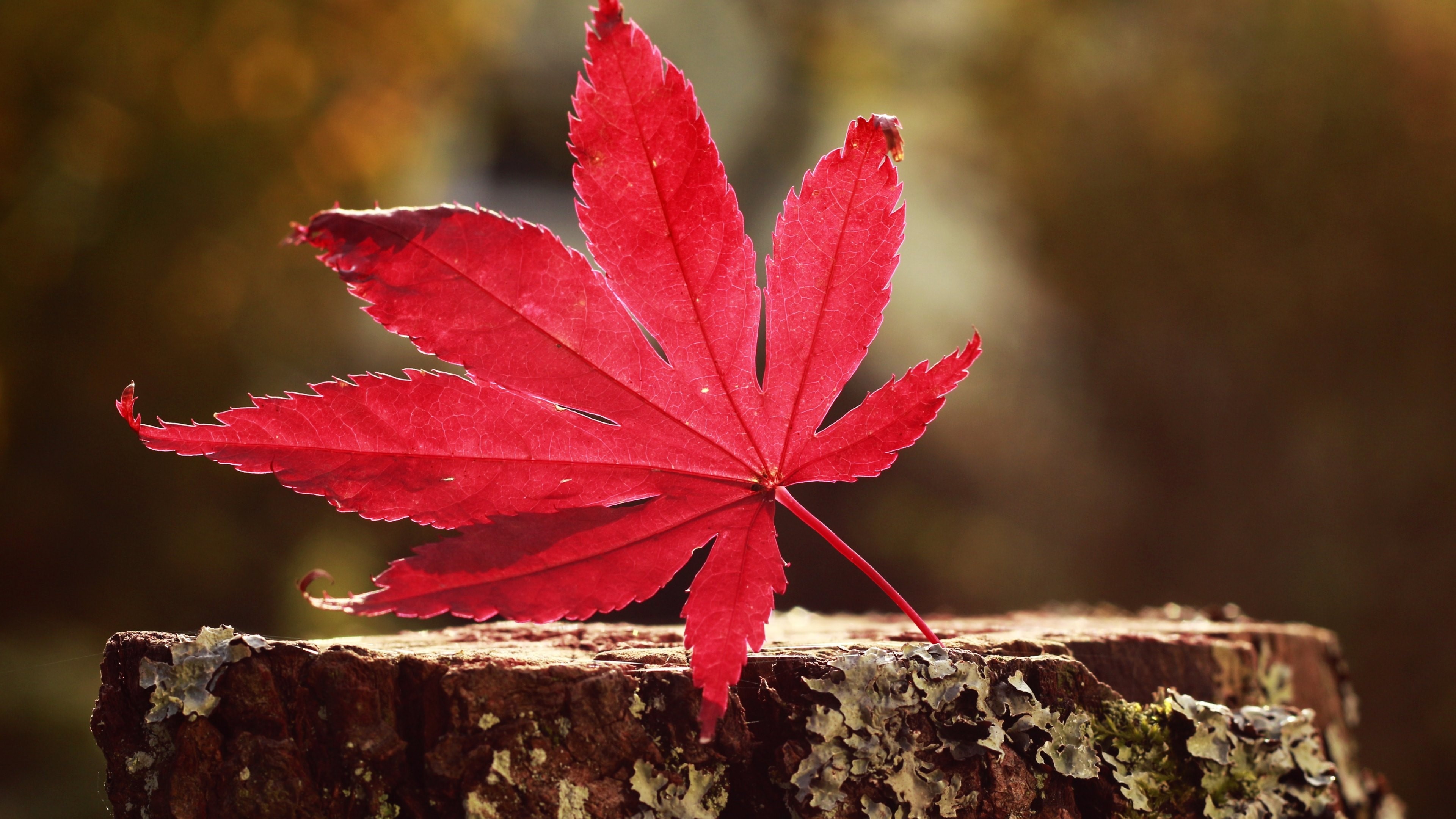 leaf, nature, red, HD Wallpaper