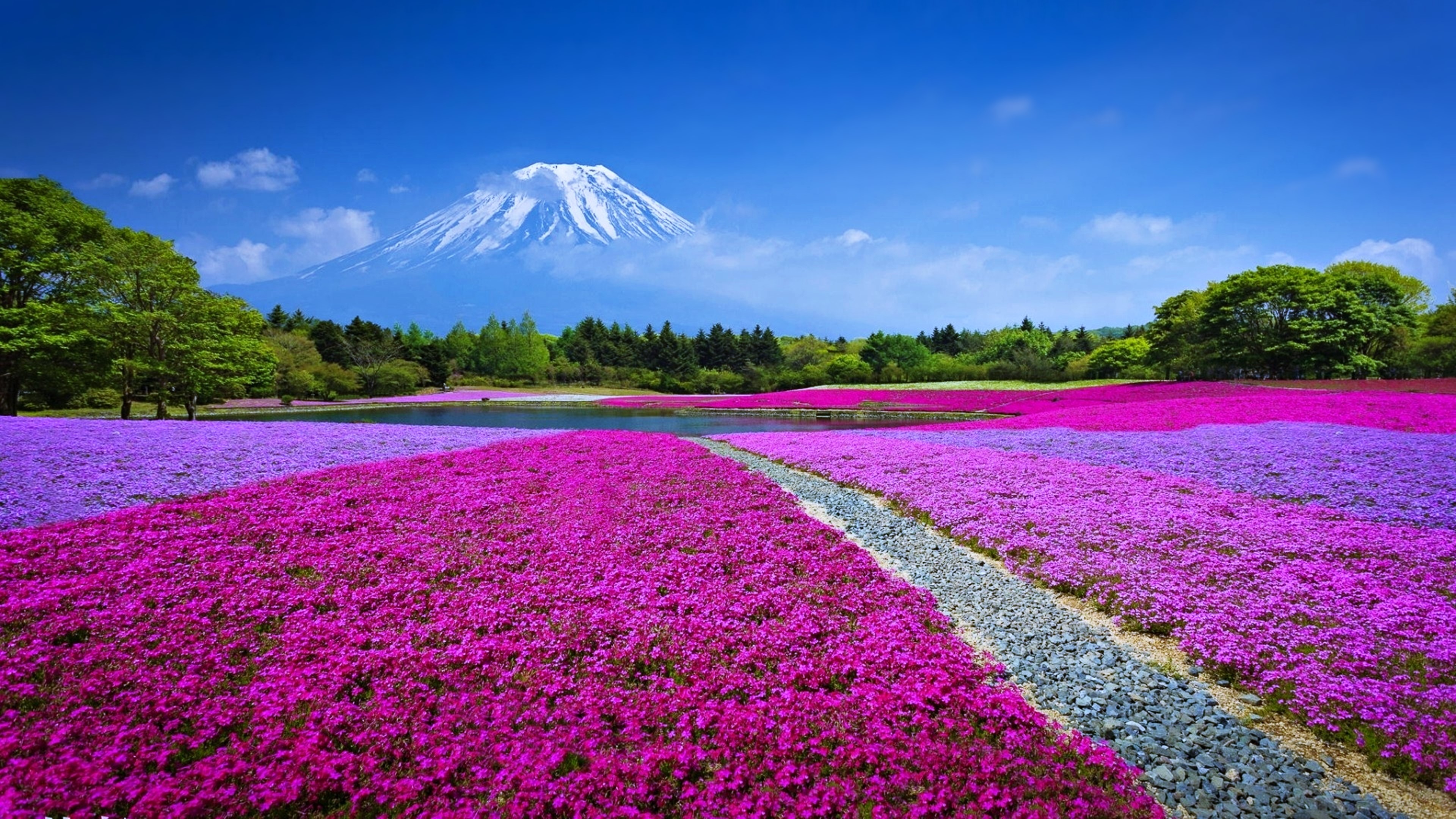 field, flowers, nature, 4k, HD Wallpaper