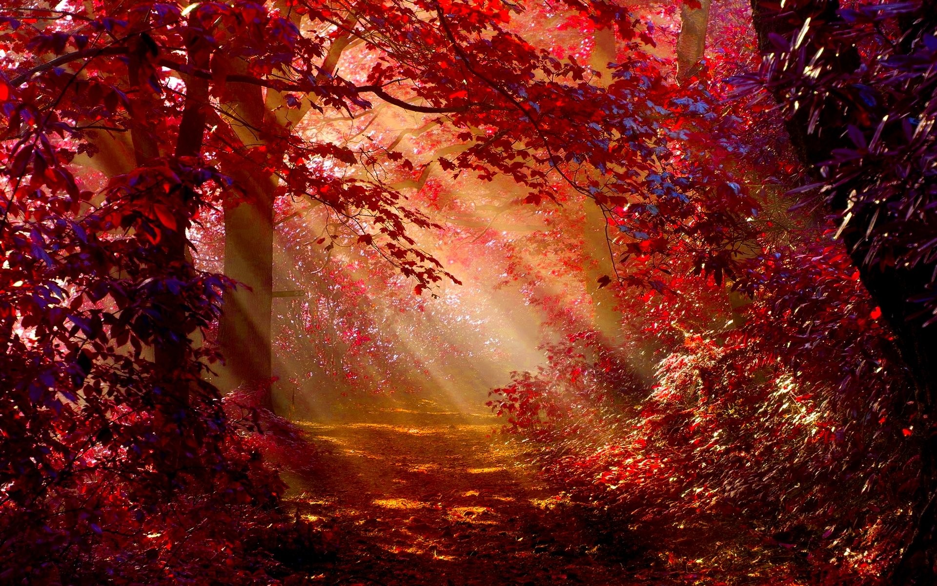 autumn, forest, nature, sunlight, HD Wallpaper