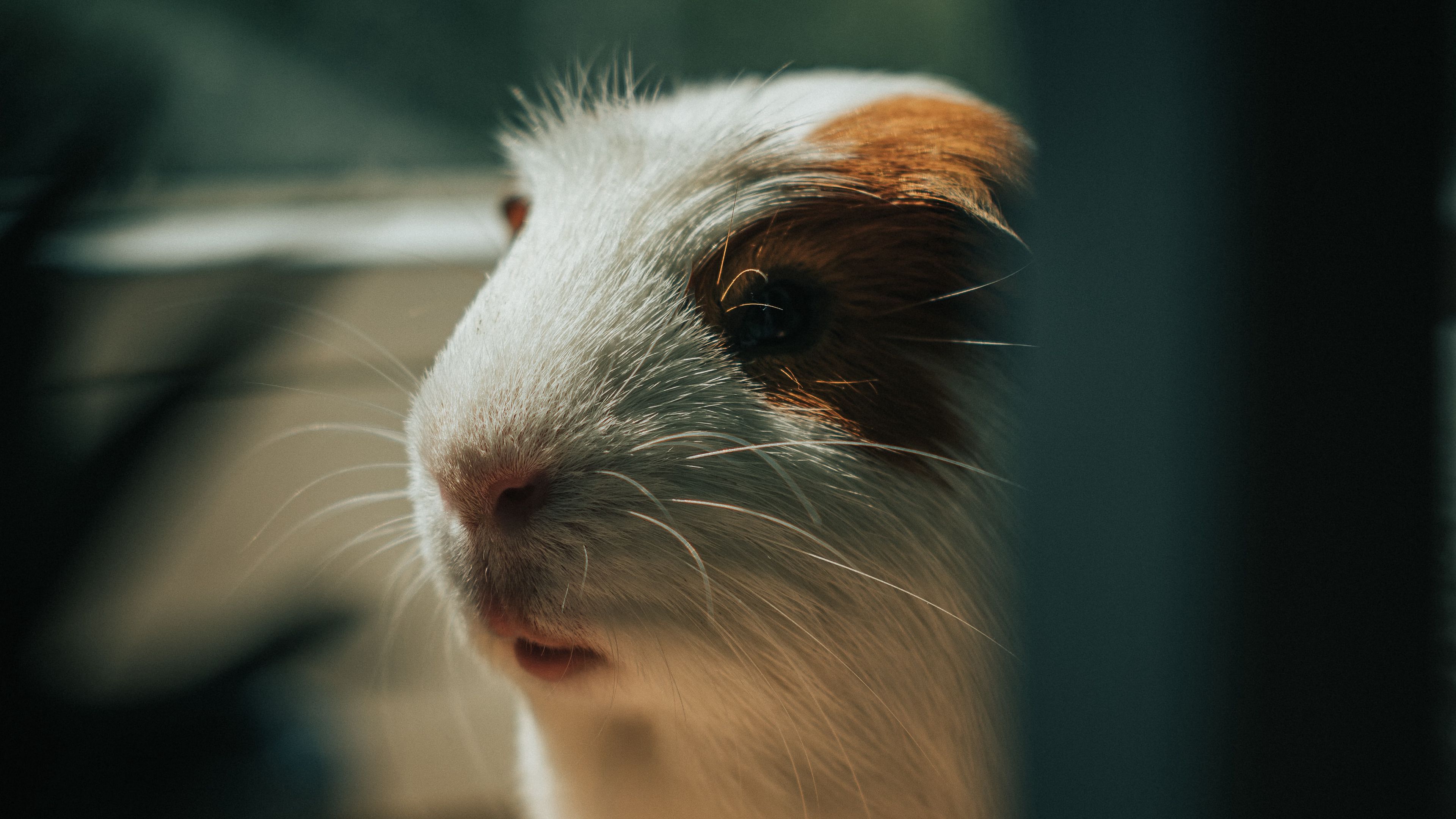 guinea pig, animal, cute, pet, 4k, HD Wallpaper