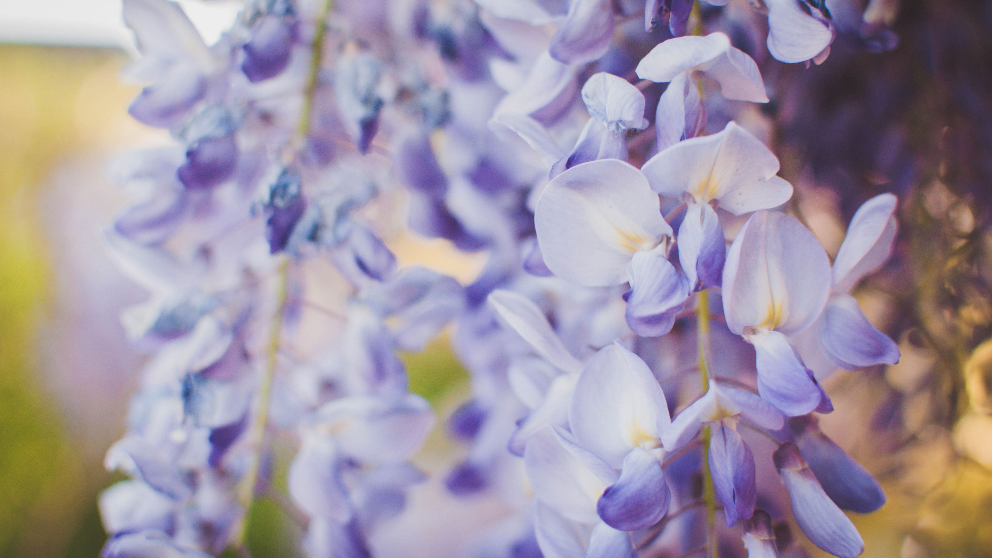 wisteria, flowers, purple, closeup, 4k, HD Wallpaper