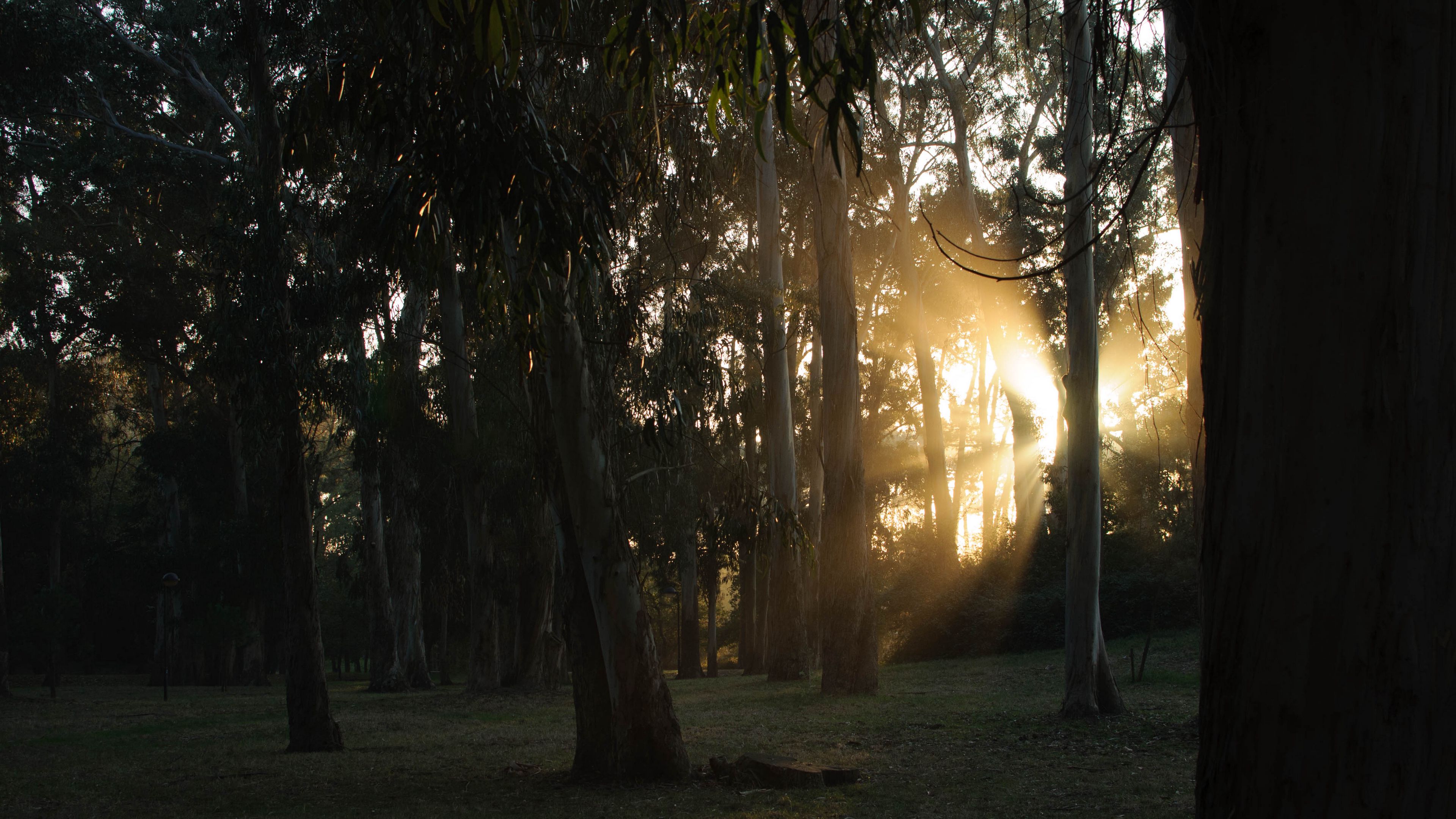 trees, sunlight, rays, nature, 4k, HD Wallpaper