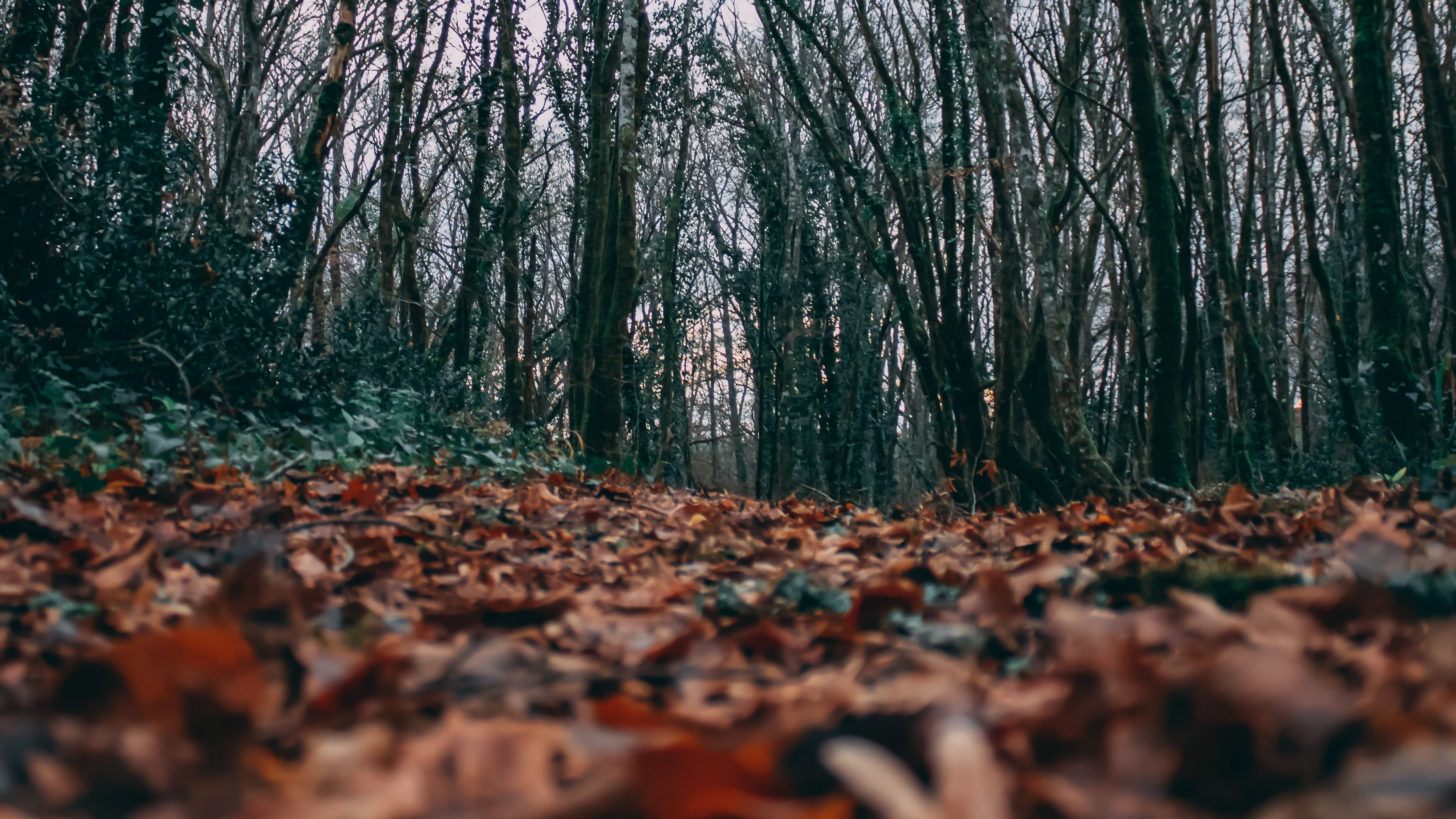 autumn, leaves, trees, nature, 4k, HD Wallpaper