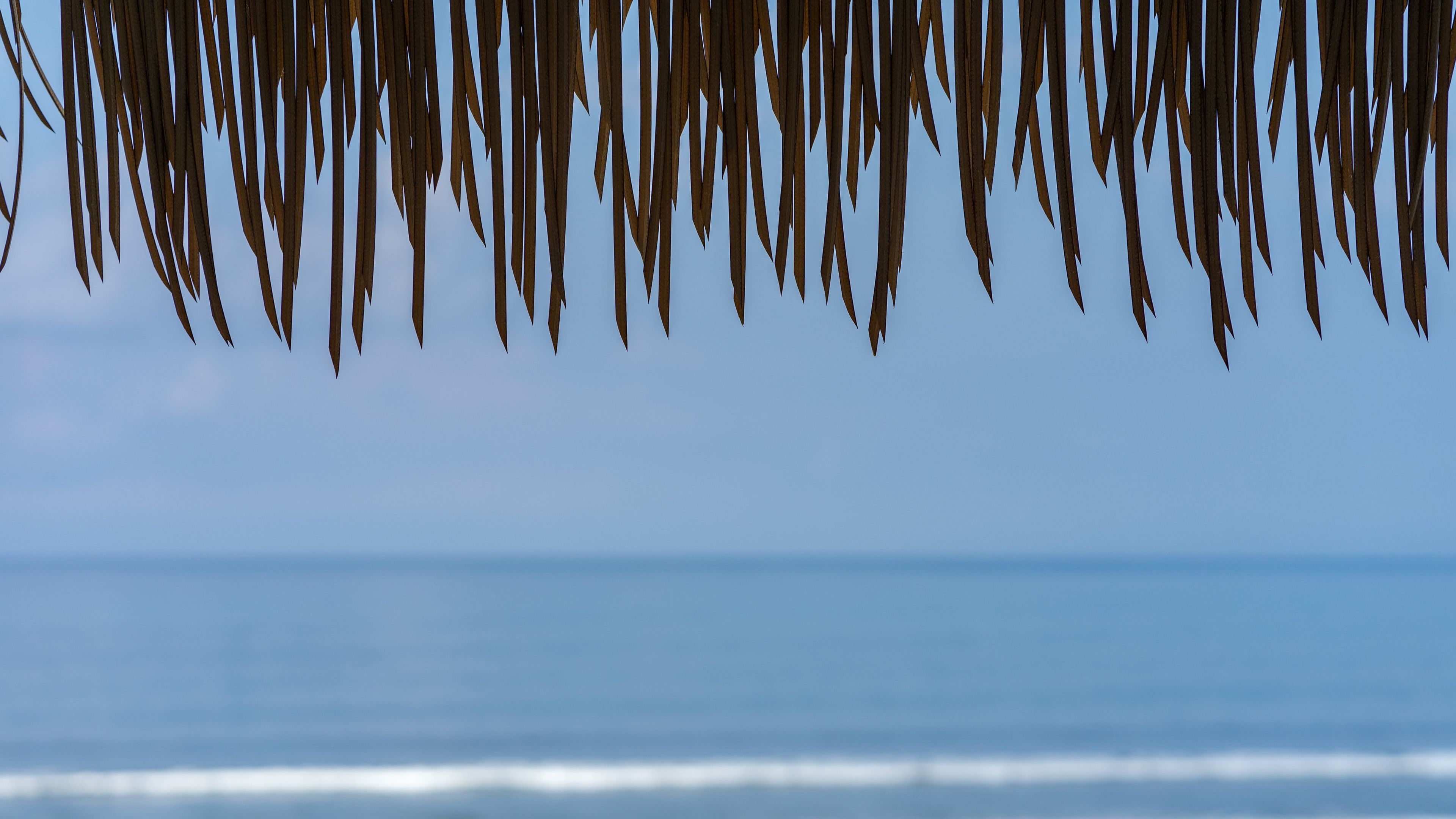 fringe, leaves, sea, water, horizon, 4k, HD Wallpaper